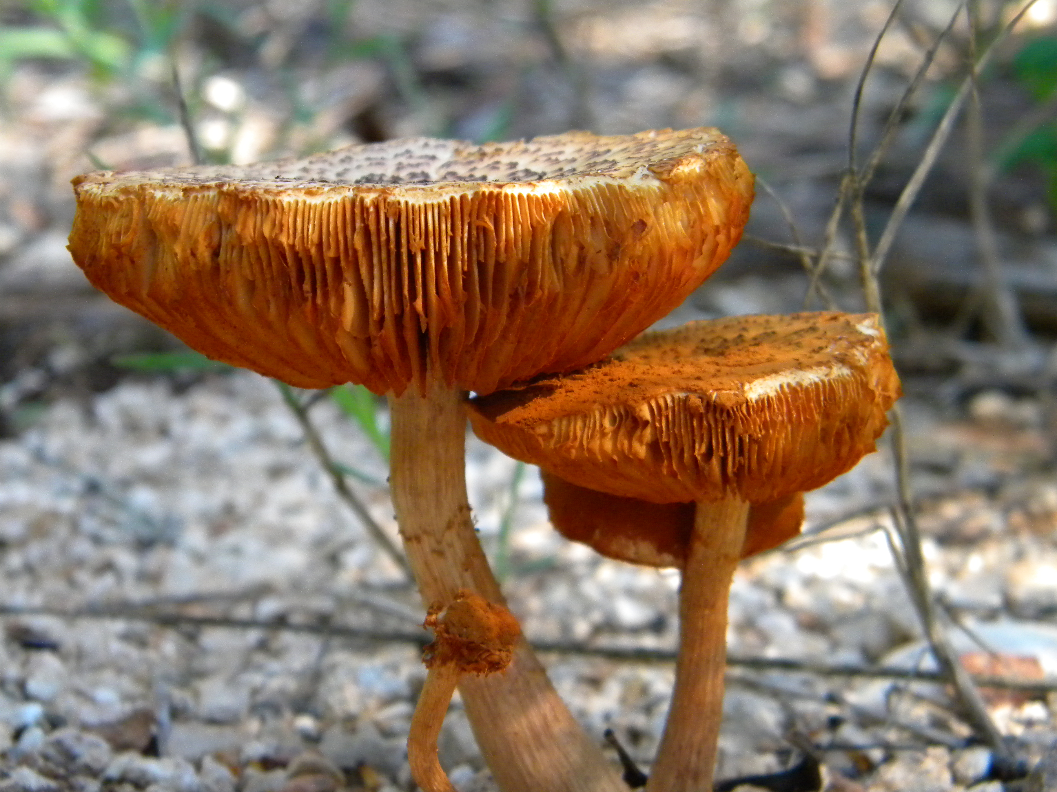 Mushroom (4103671550)