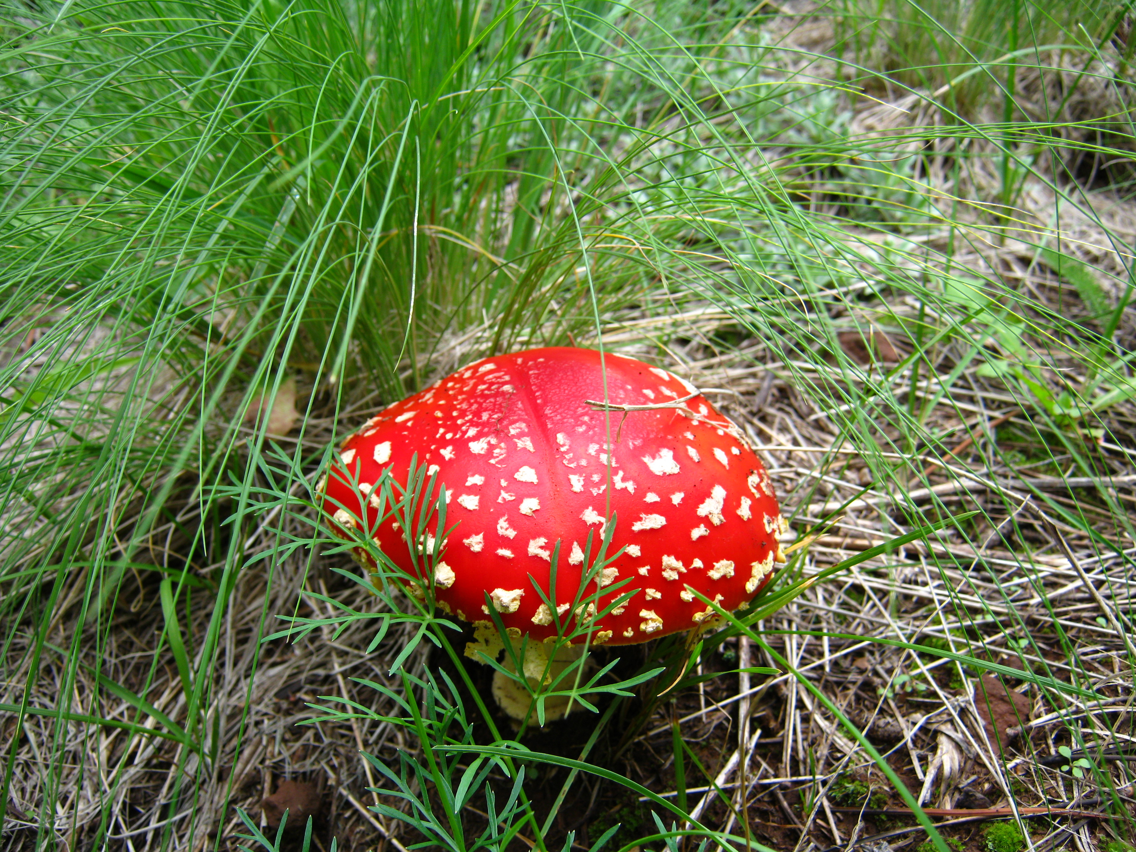 Mushroom (5416201345)