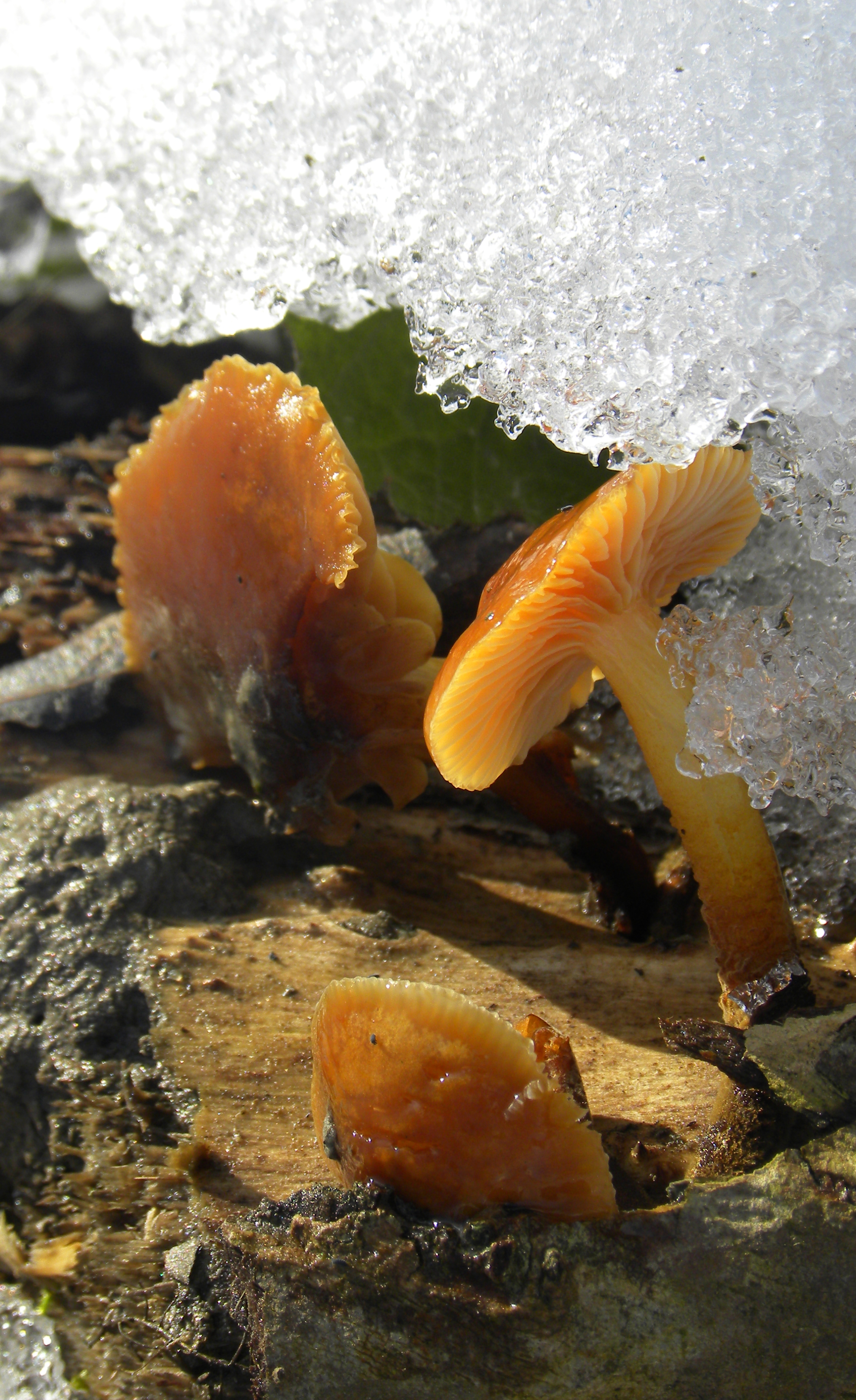 Mushrooms & ice