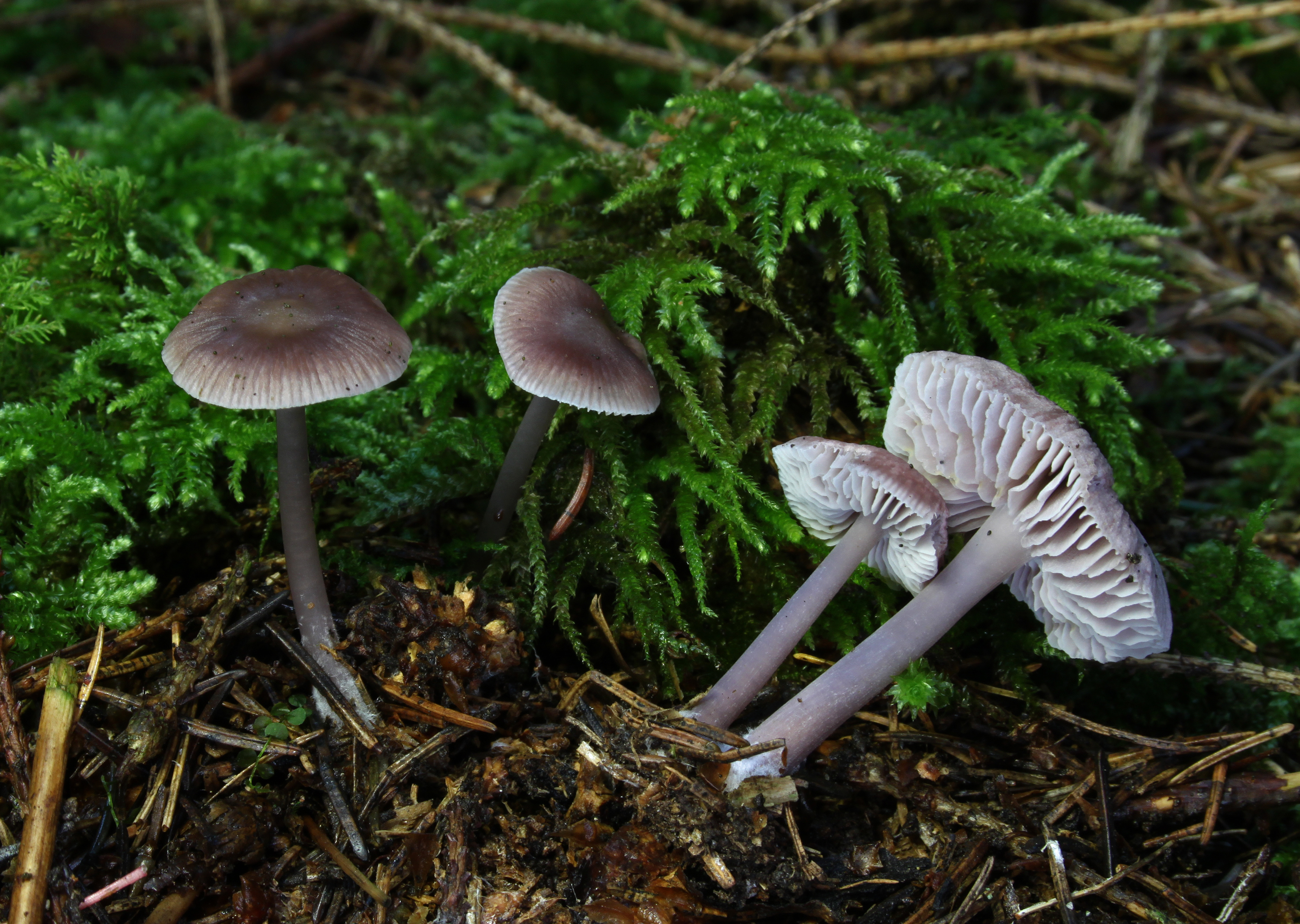 Mycena-pura-rettich-helmling
