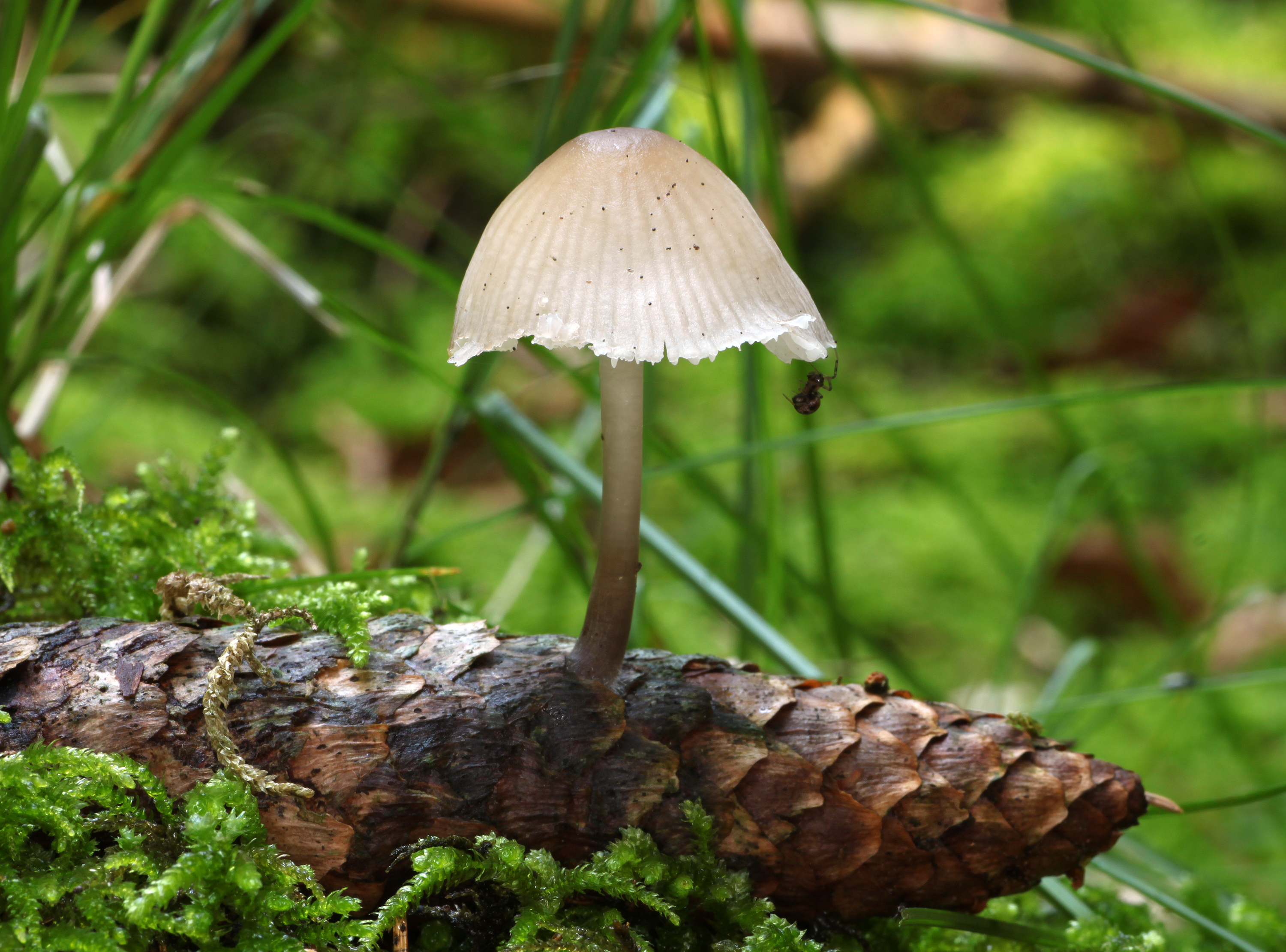 Mycena-strobilicola 