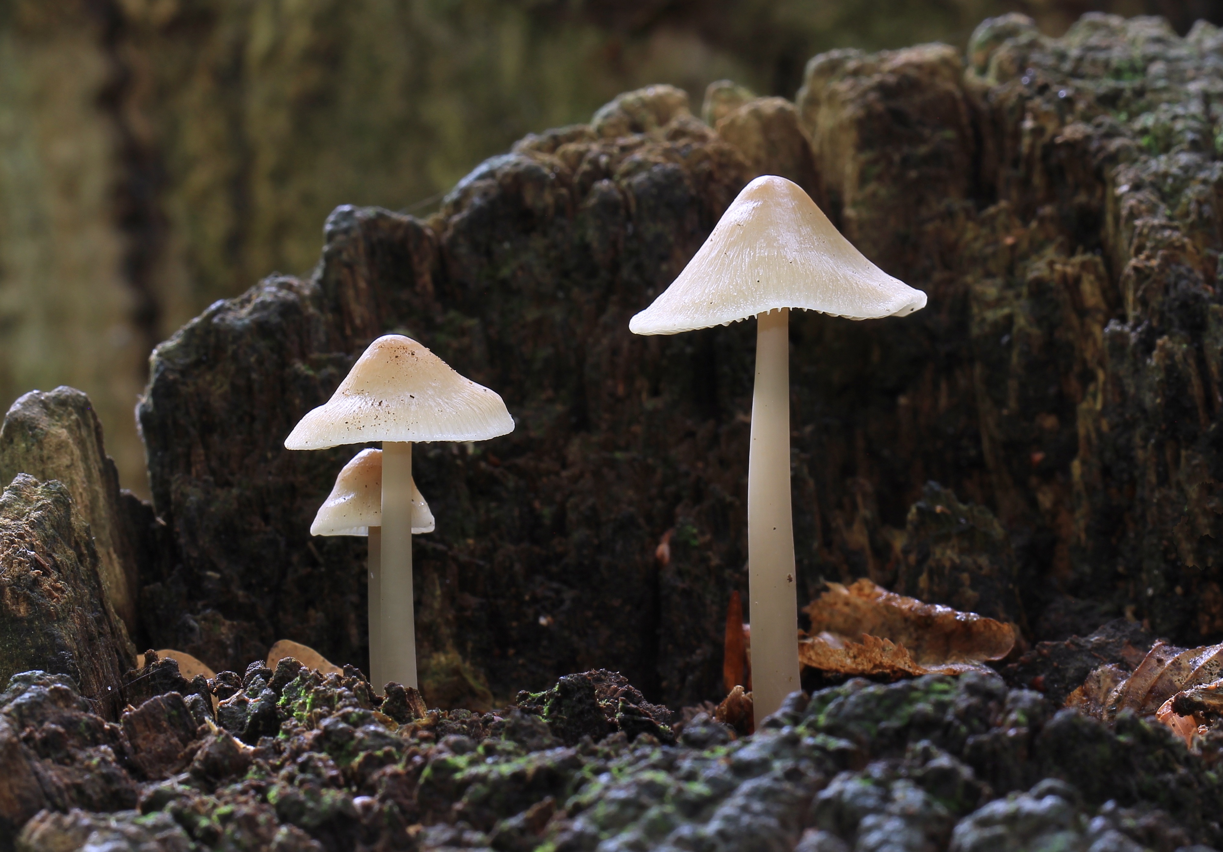 Mycena galericulata, Common Bonnet, Enfield, UK