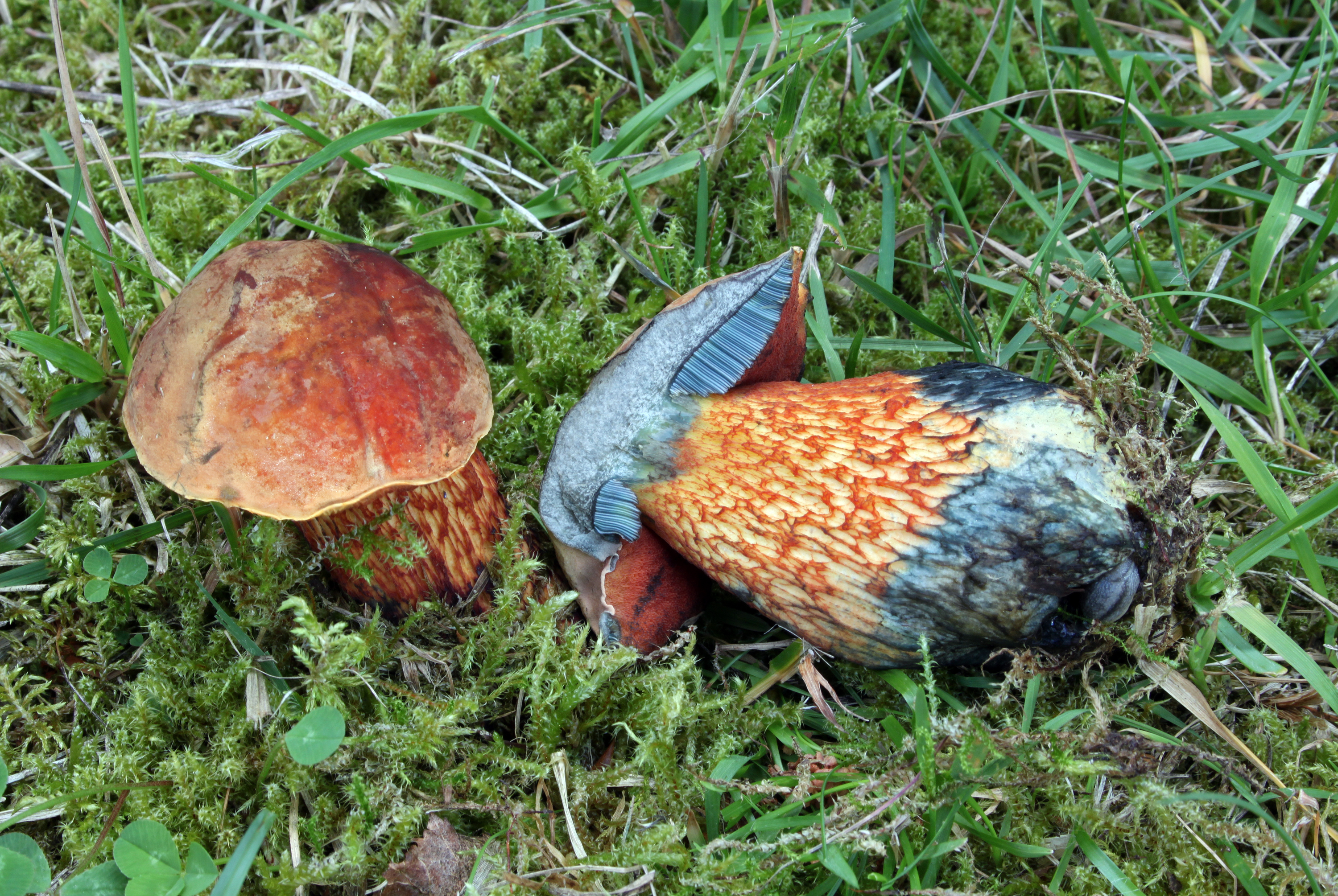 Netzstieliger-Hexenröhrling-Boletus-luridus