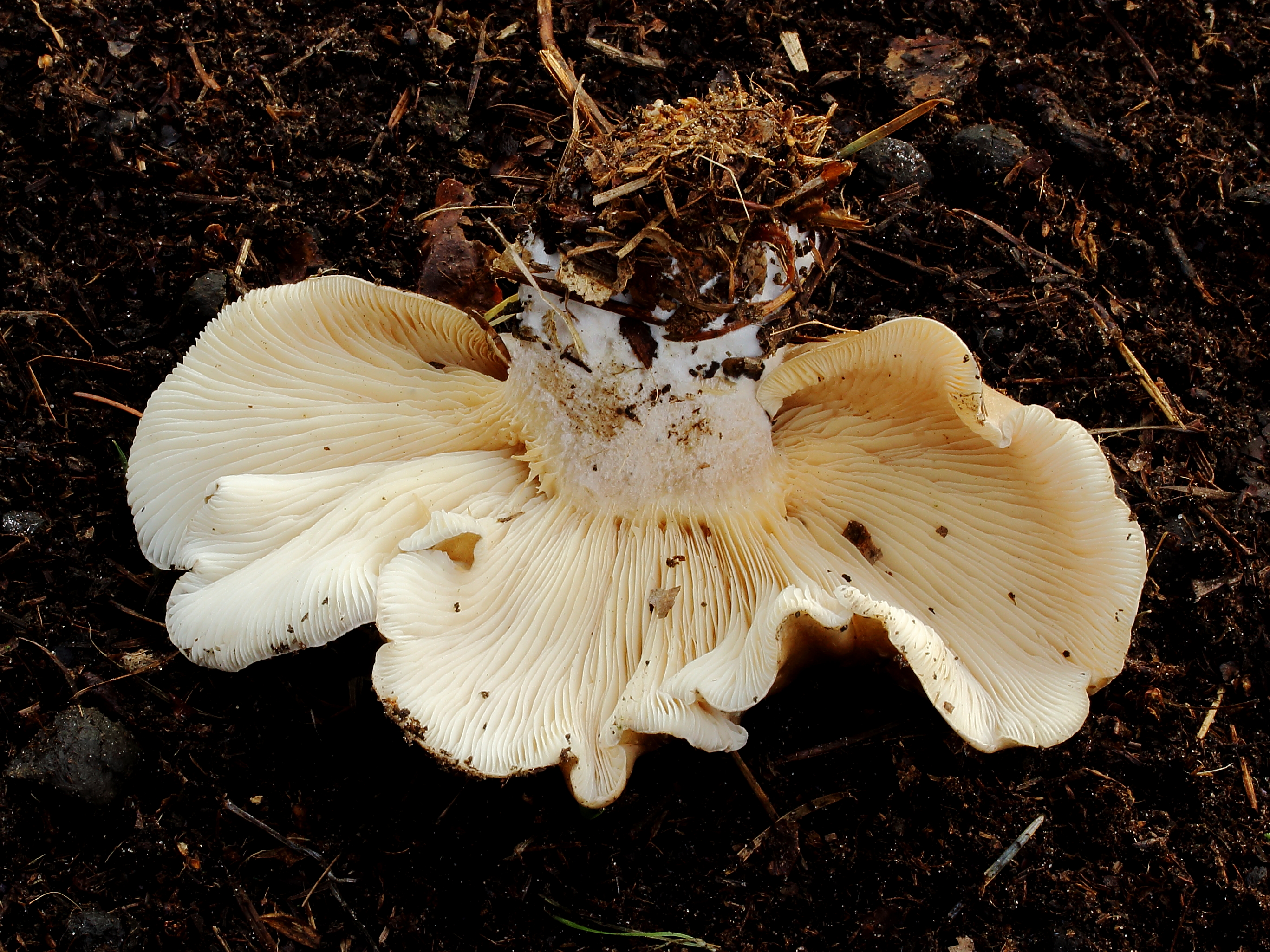 Nevelzwam (Clitocybe nebularis) Hymenium