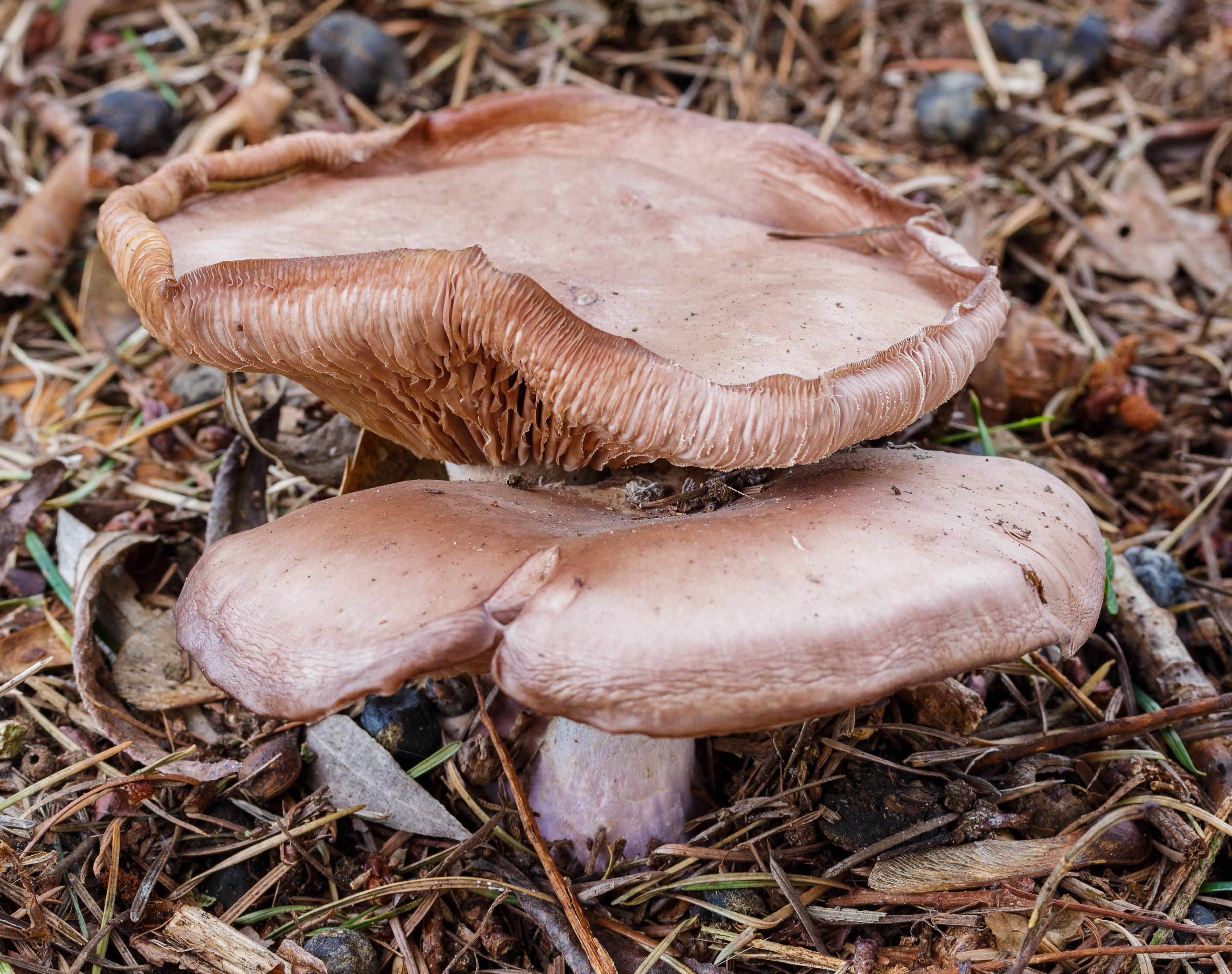 Nevelzwam (Clitocybe nebularis) tussen afgevallen blad