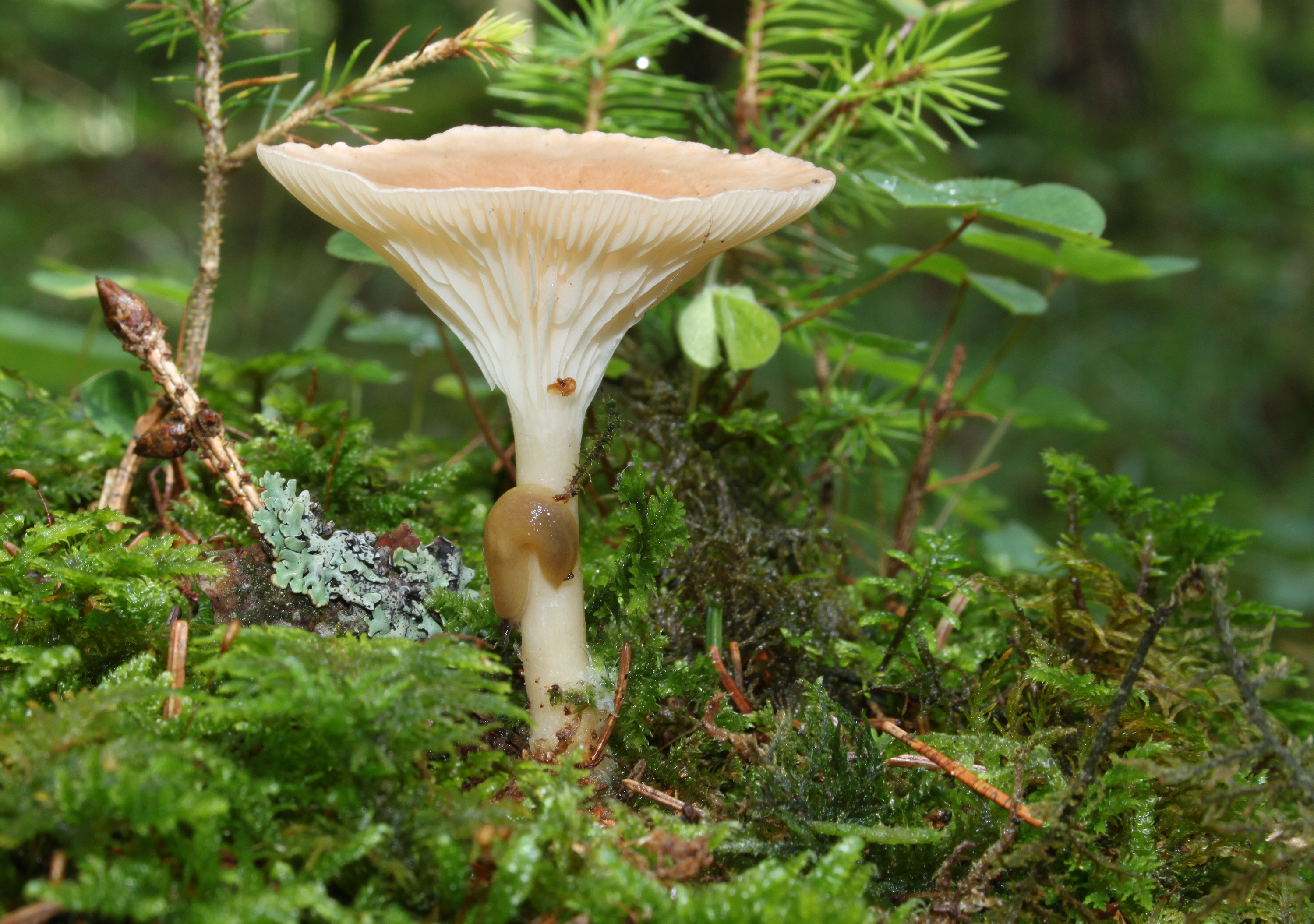 Ockerbrauner-Trichterling-Clitocybe-gibba