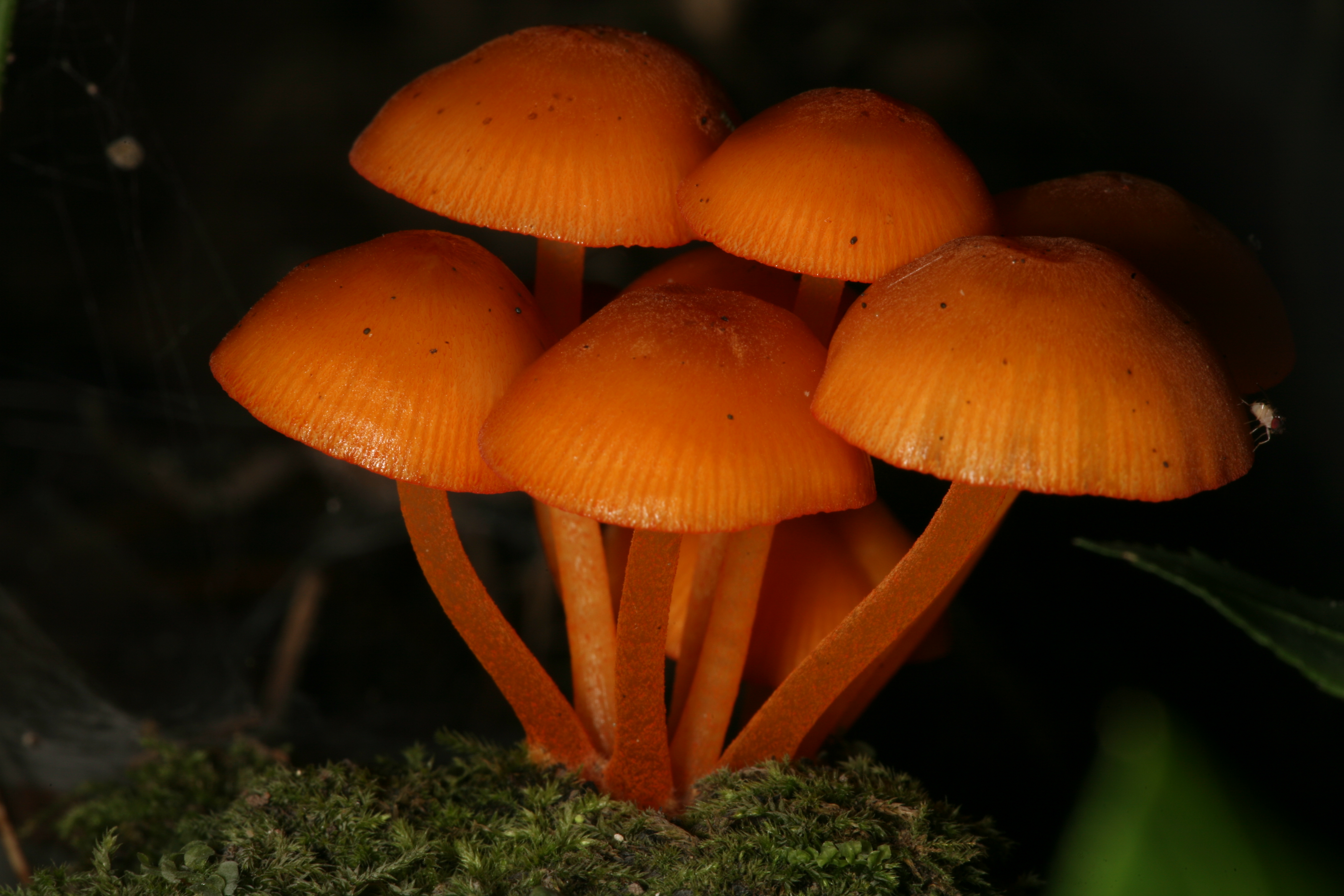 Orange mushroom Fox Ridge 2