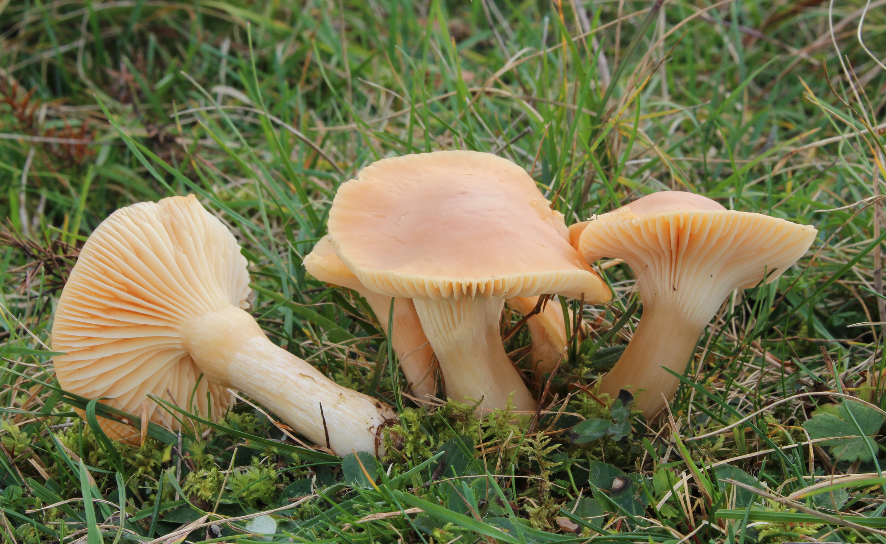 Orangefarbene Wiesen-Ellerling Cuphophyllus pratensis Hygrocybe pratensis