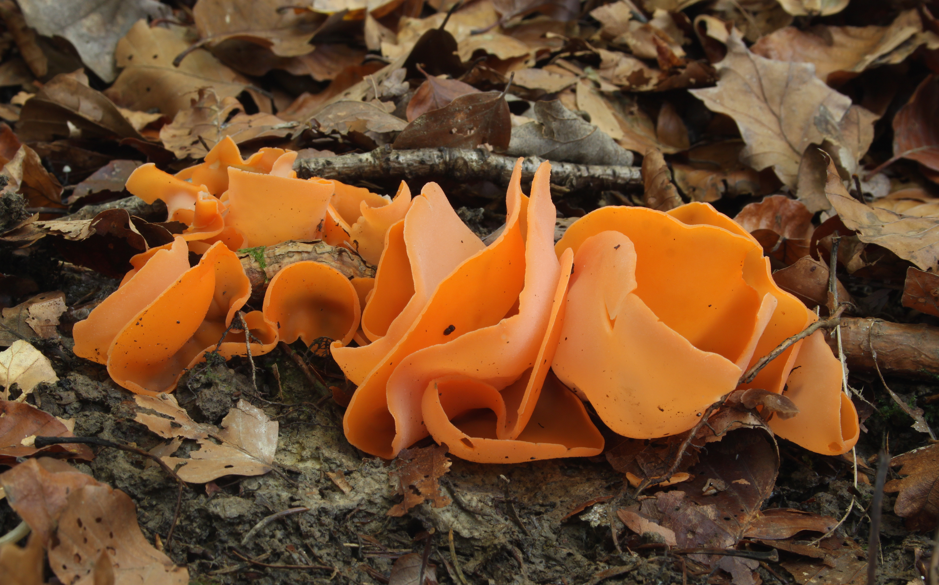 Orangerote Becherling Aleuria aurantia