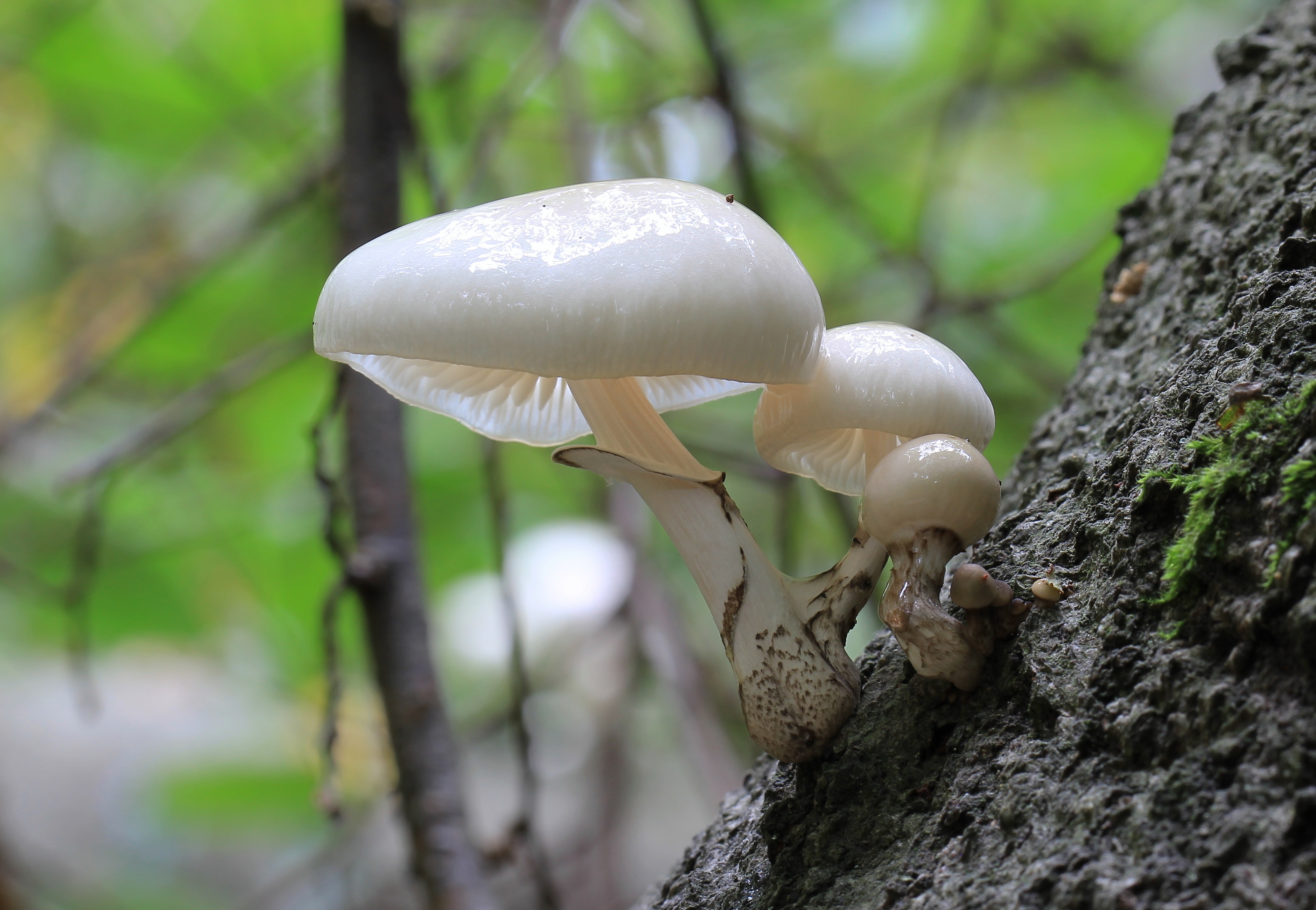 Oudemansiella mucida, Porcelain Fungus, Enfield, UK