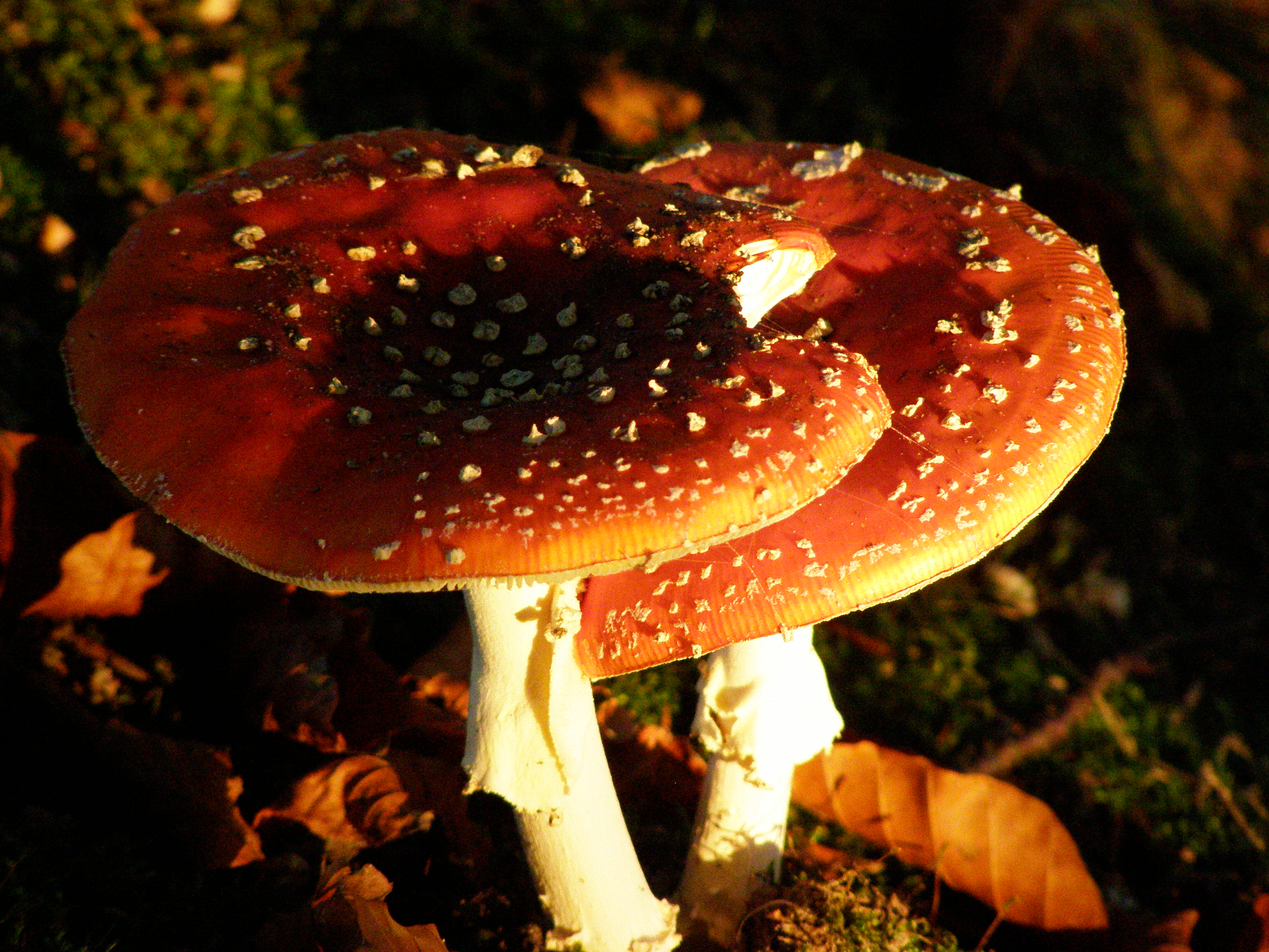 PA071566 paddestoelen Rijssenseweg