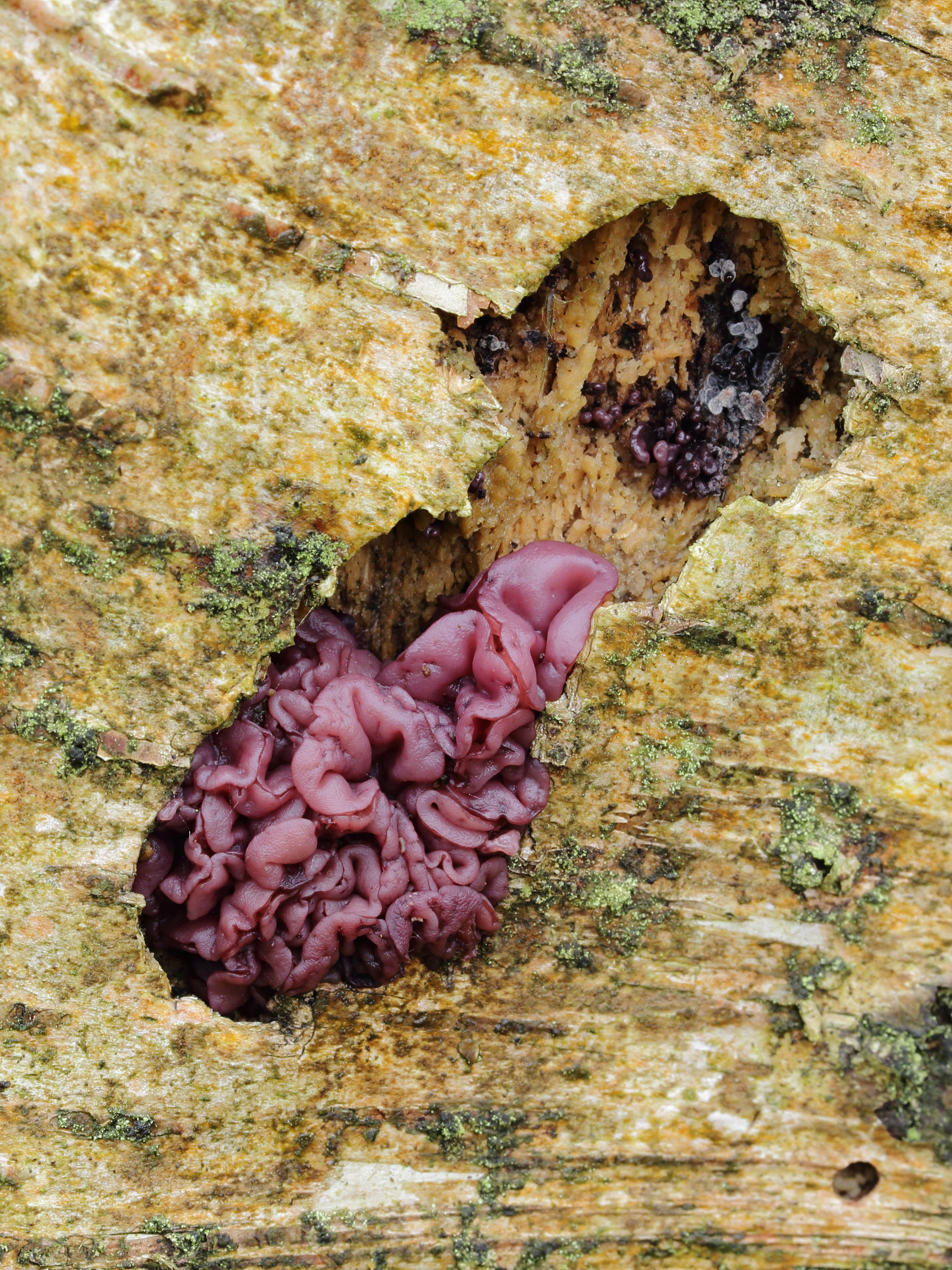 Paarse korstzwam (Chondrostereum purpureum)