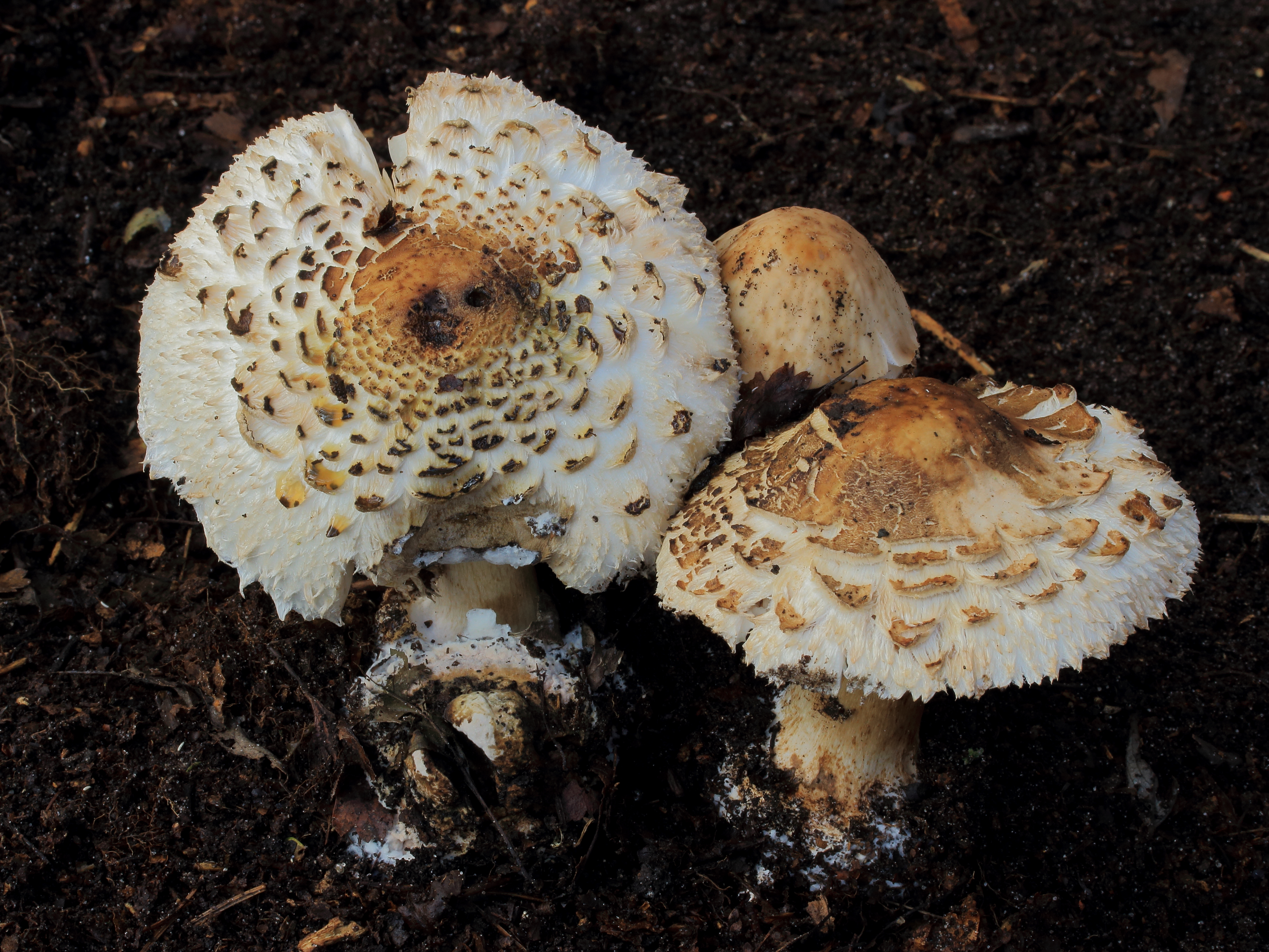 Paddenstoelen in verval. Locatie, De Famberhorst 01