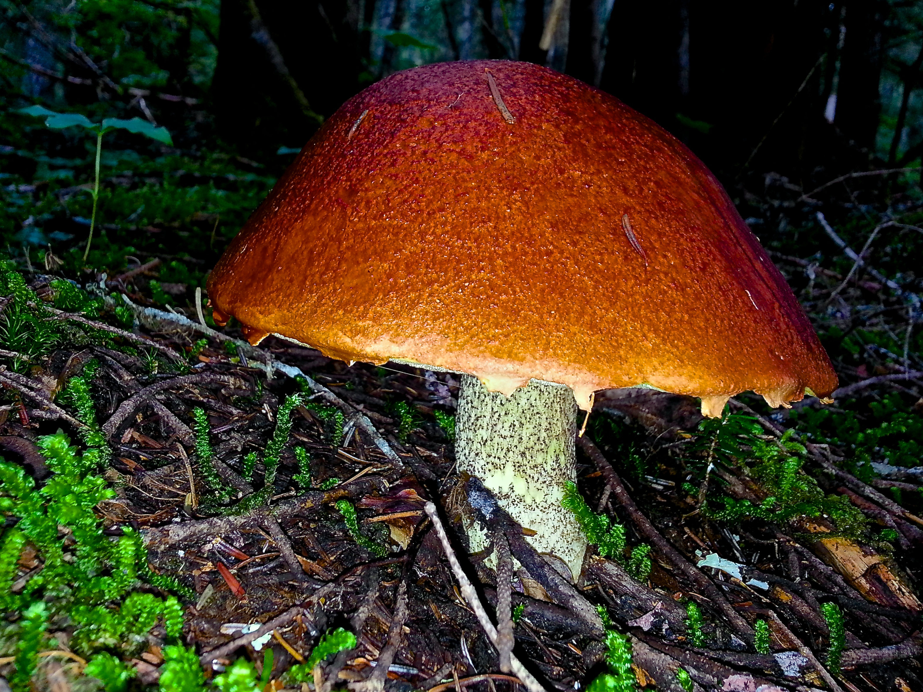 Pagoda Hat mushroom (15123650115)