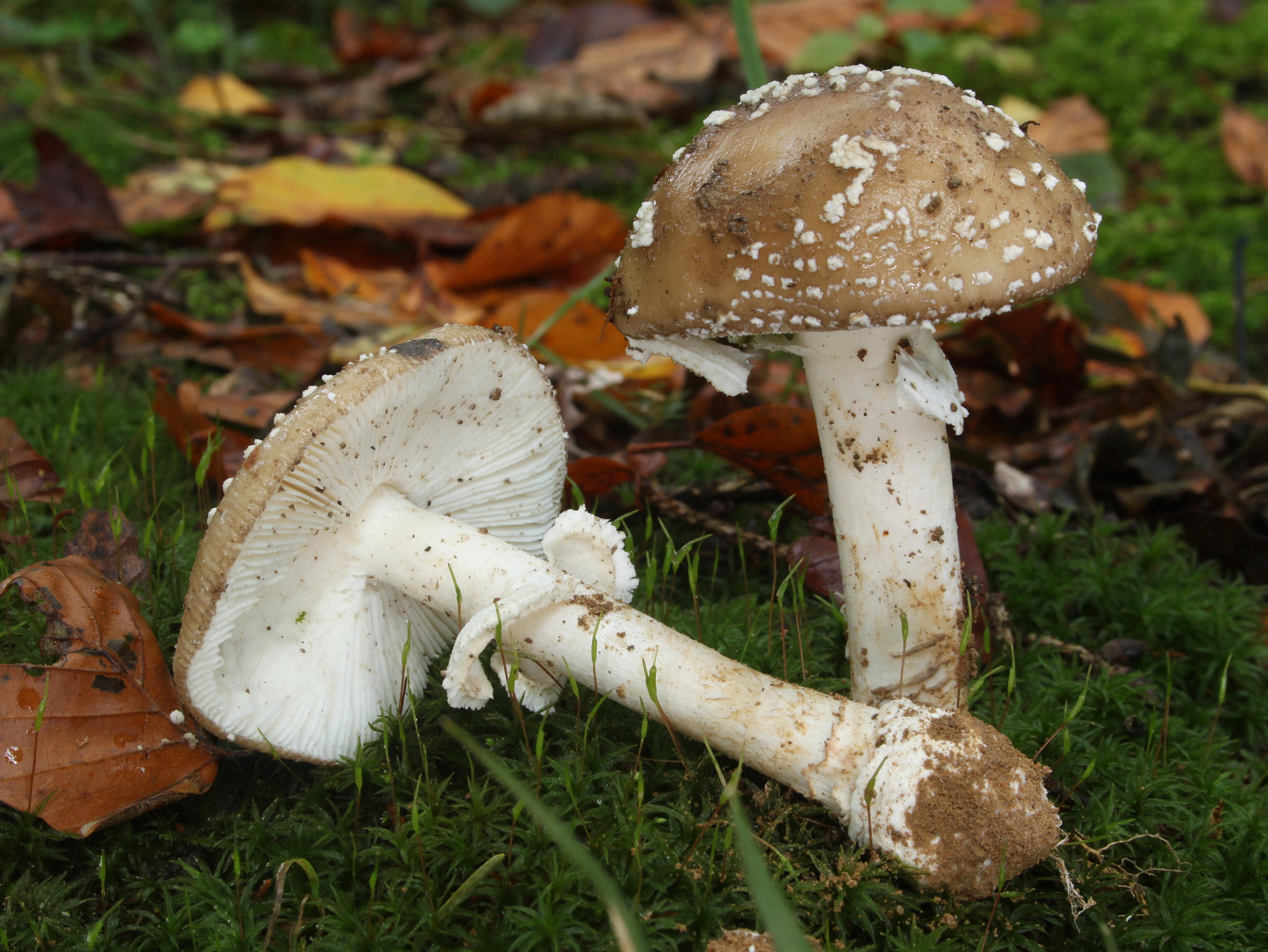 Pantherpilz Amanita pantherina (cropped)