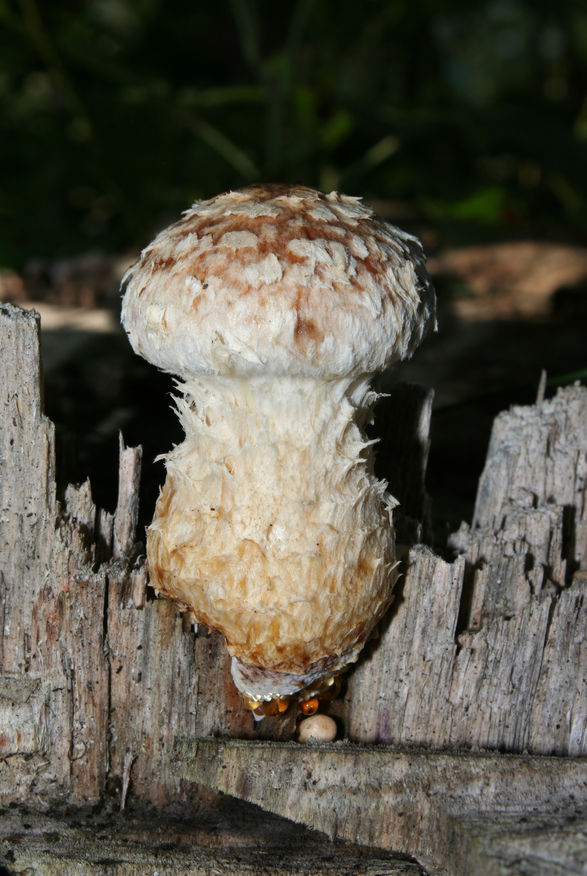 Pappel-Schüppling-Pholiota-populnea