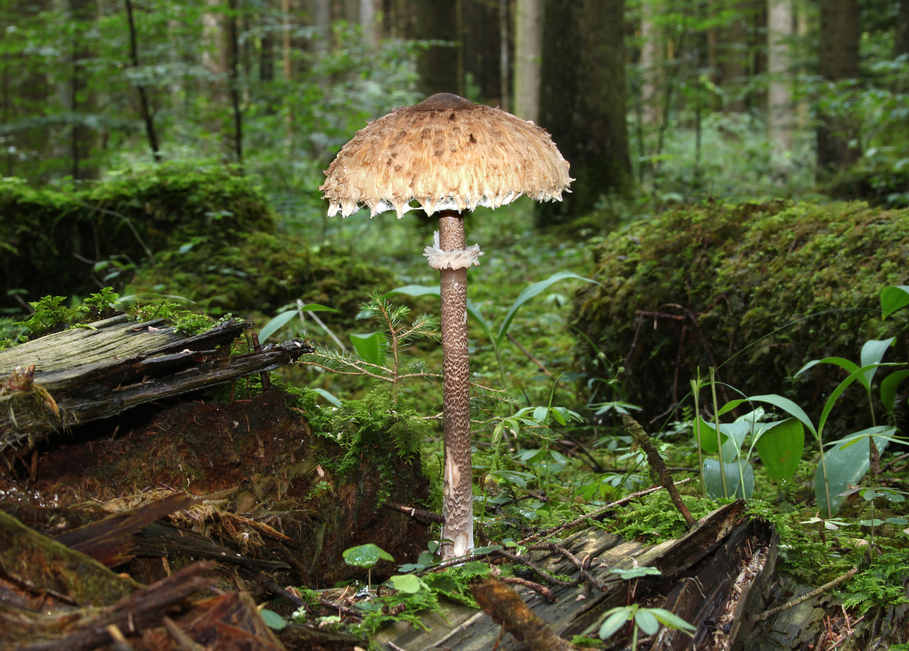 Parasol-Macrolepiota-procera