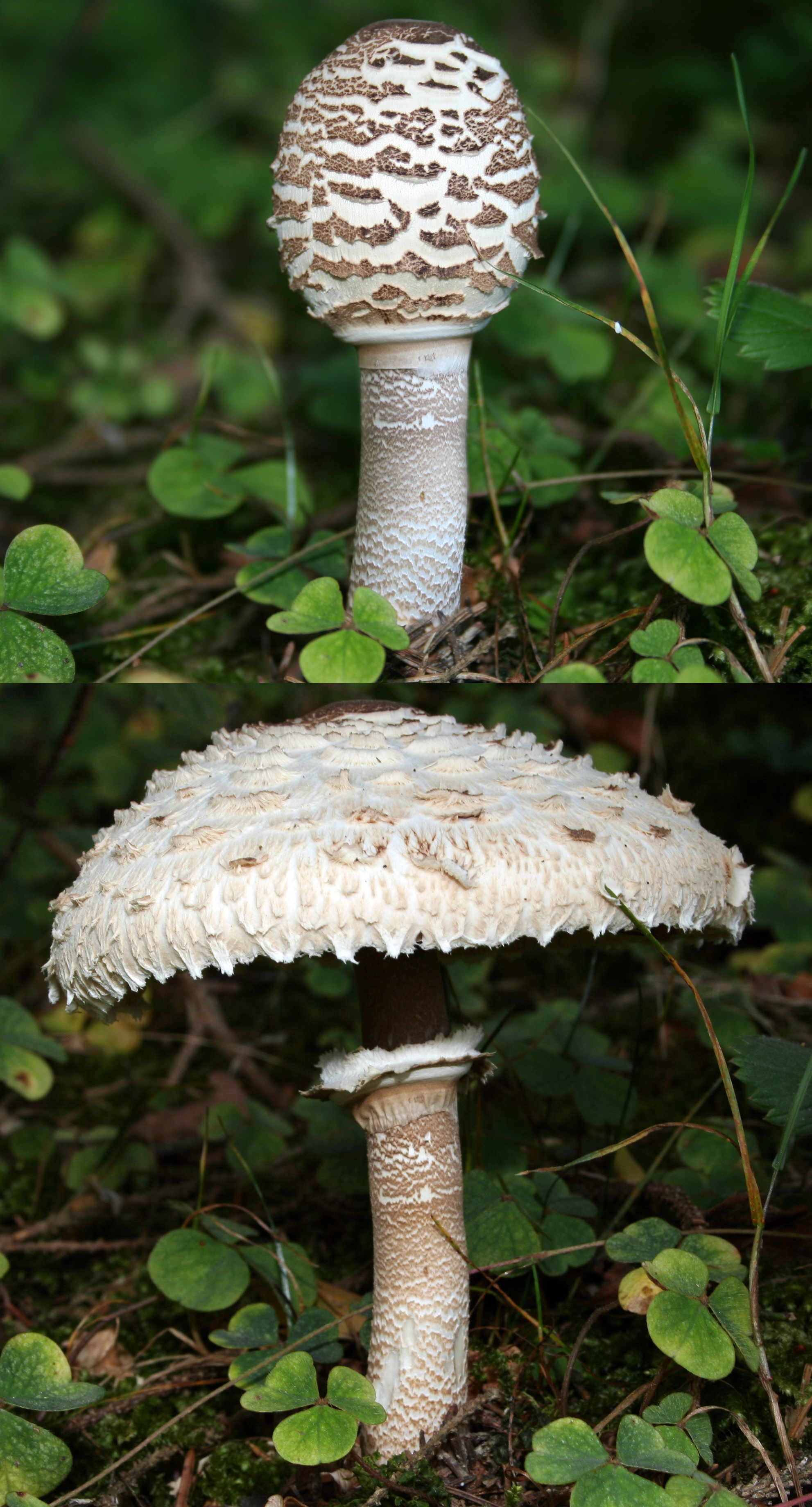 Parasol-macrolepiota procera