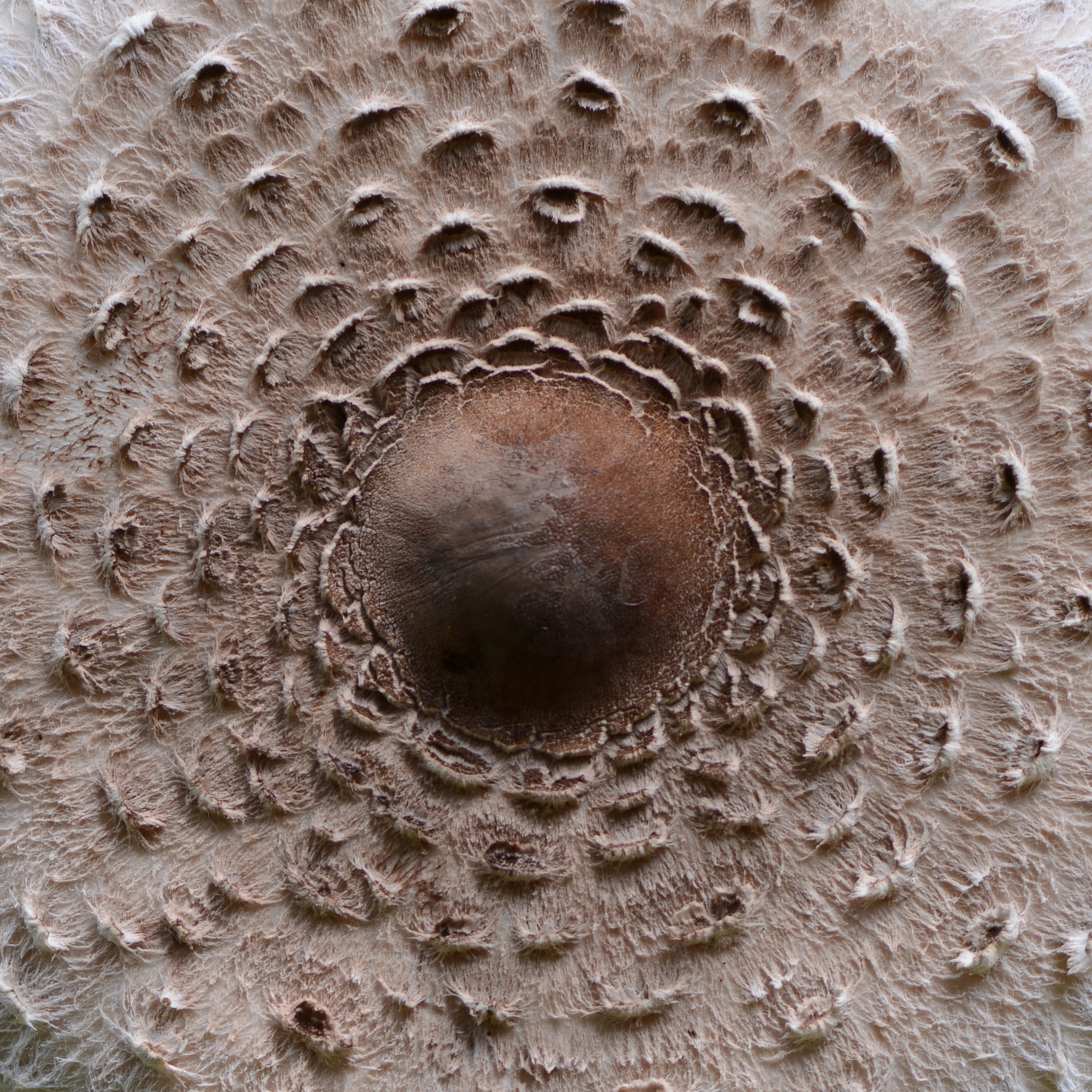 Parasol oder Riesenschirmpilz, Macrolepiota procera 3a