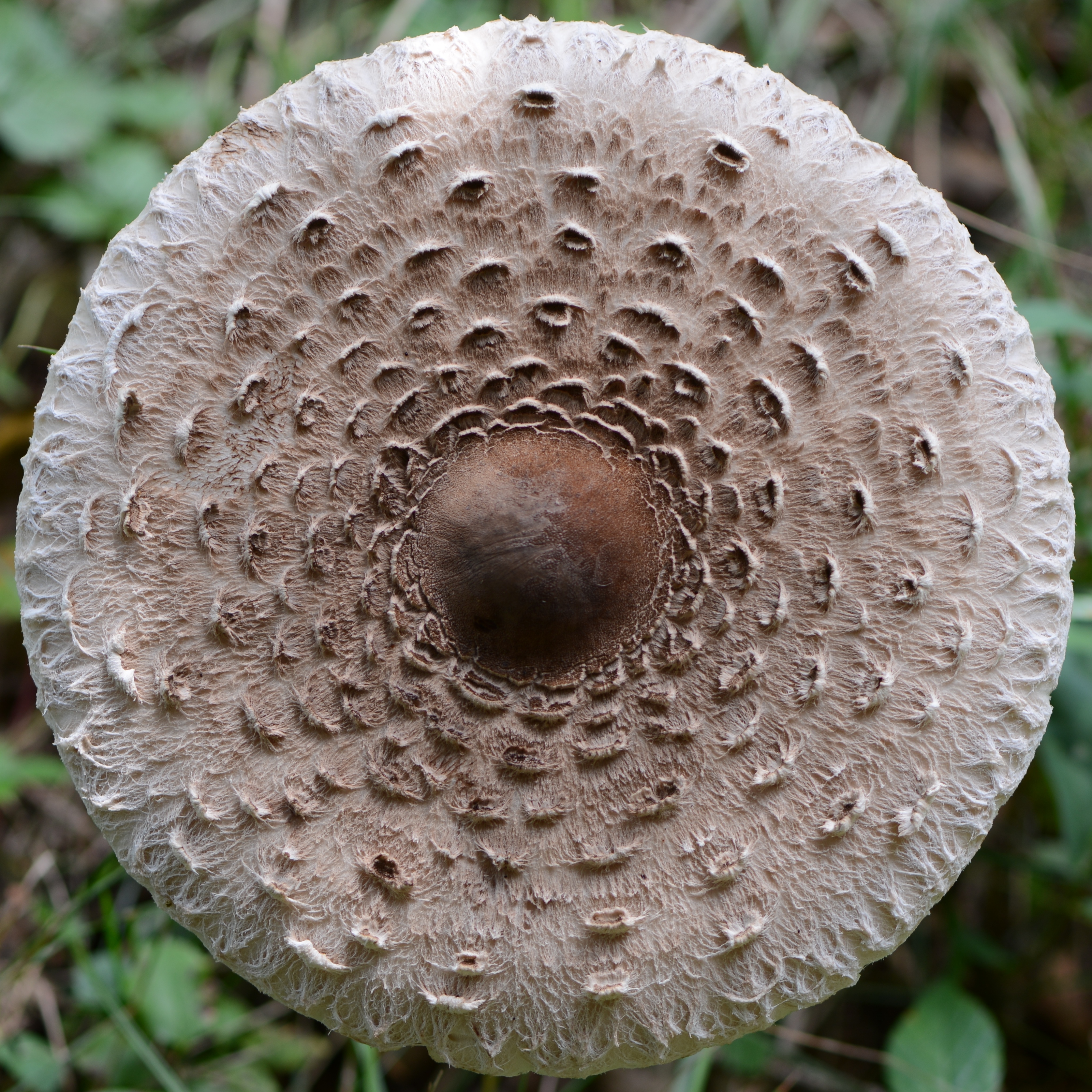 Parasol oder Riesenschirmpilz, Macrolepiota procera 3b