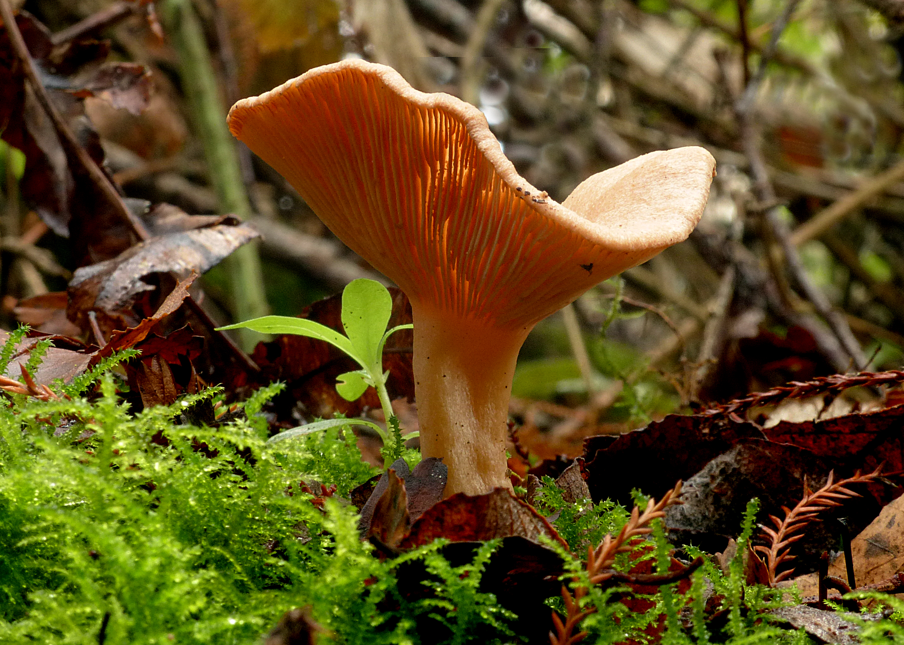 Paxillus involutus, commonly known as the brown roll-rim, (18413315555)