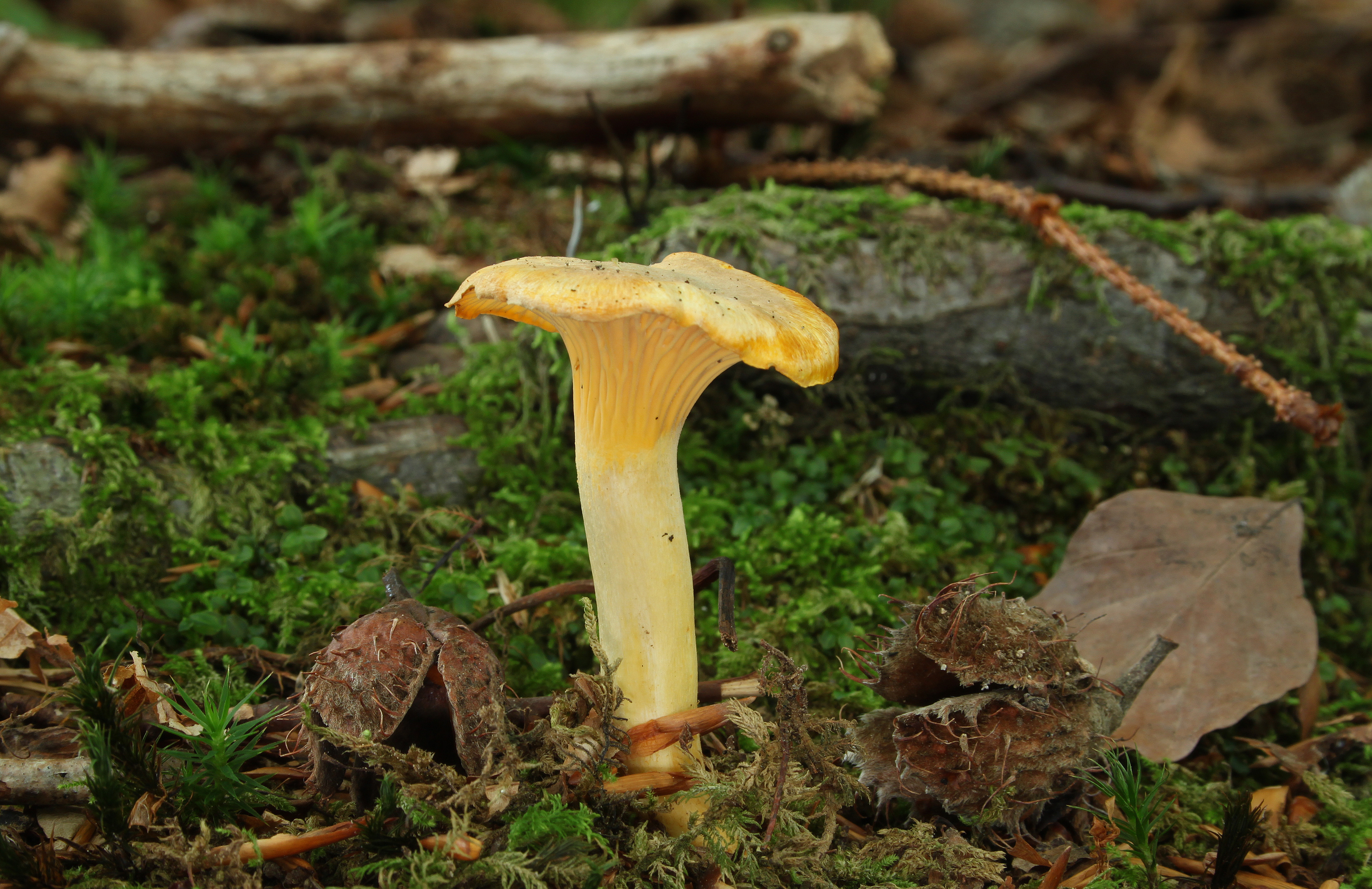 Pfifferling Cantharellus cibarius