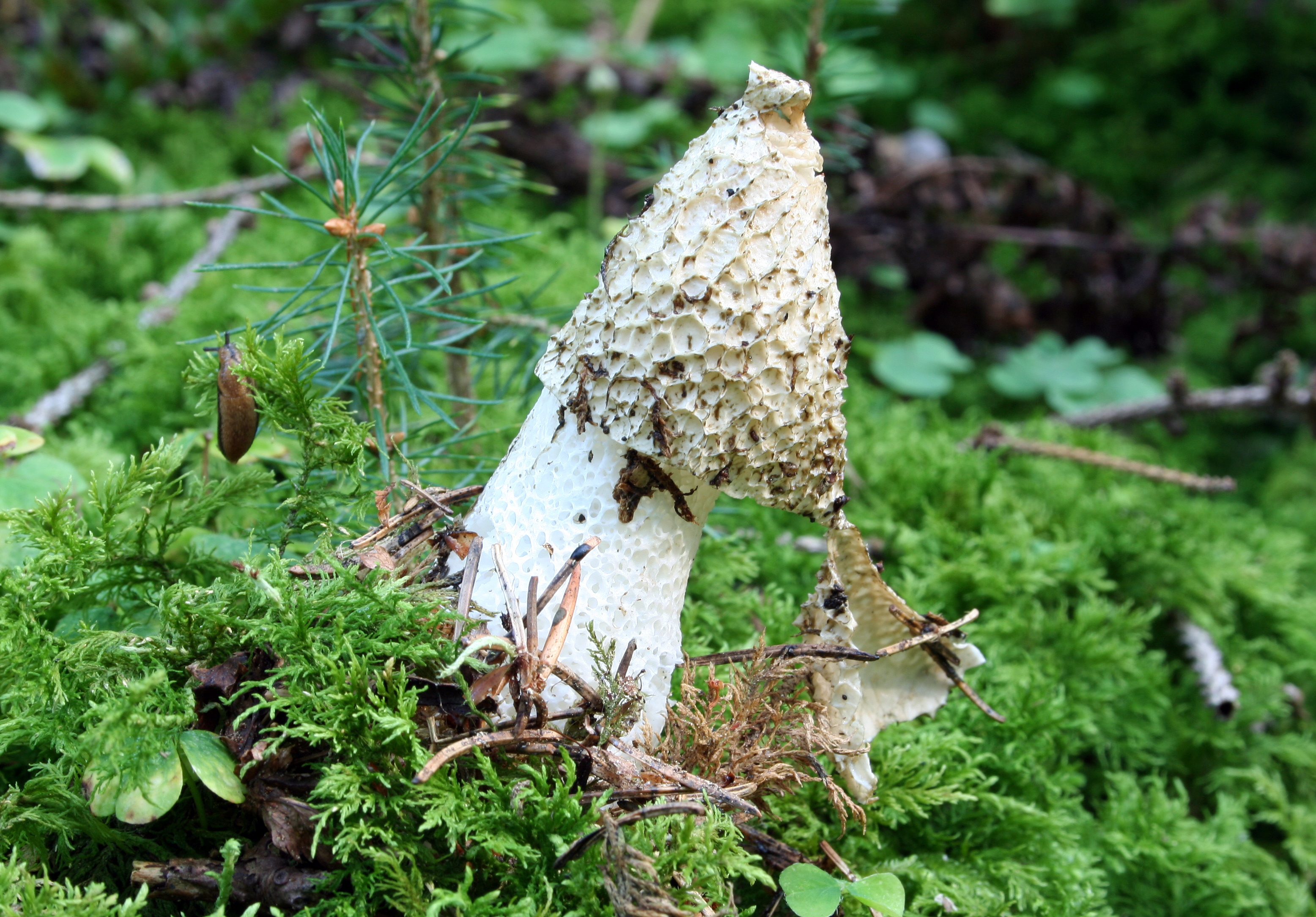 Phallus-impudicus-stinkmorchel