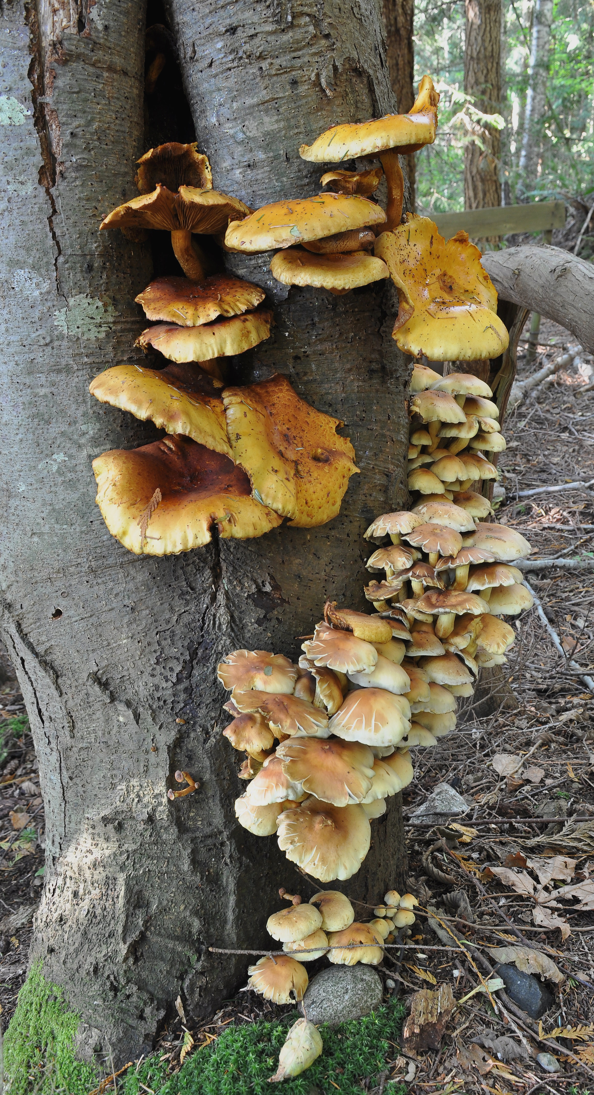 Pholiota aurivella and Hypholoma fasciculare 2010-10-13