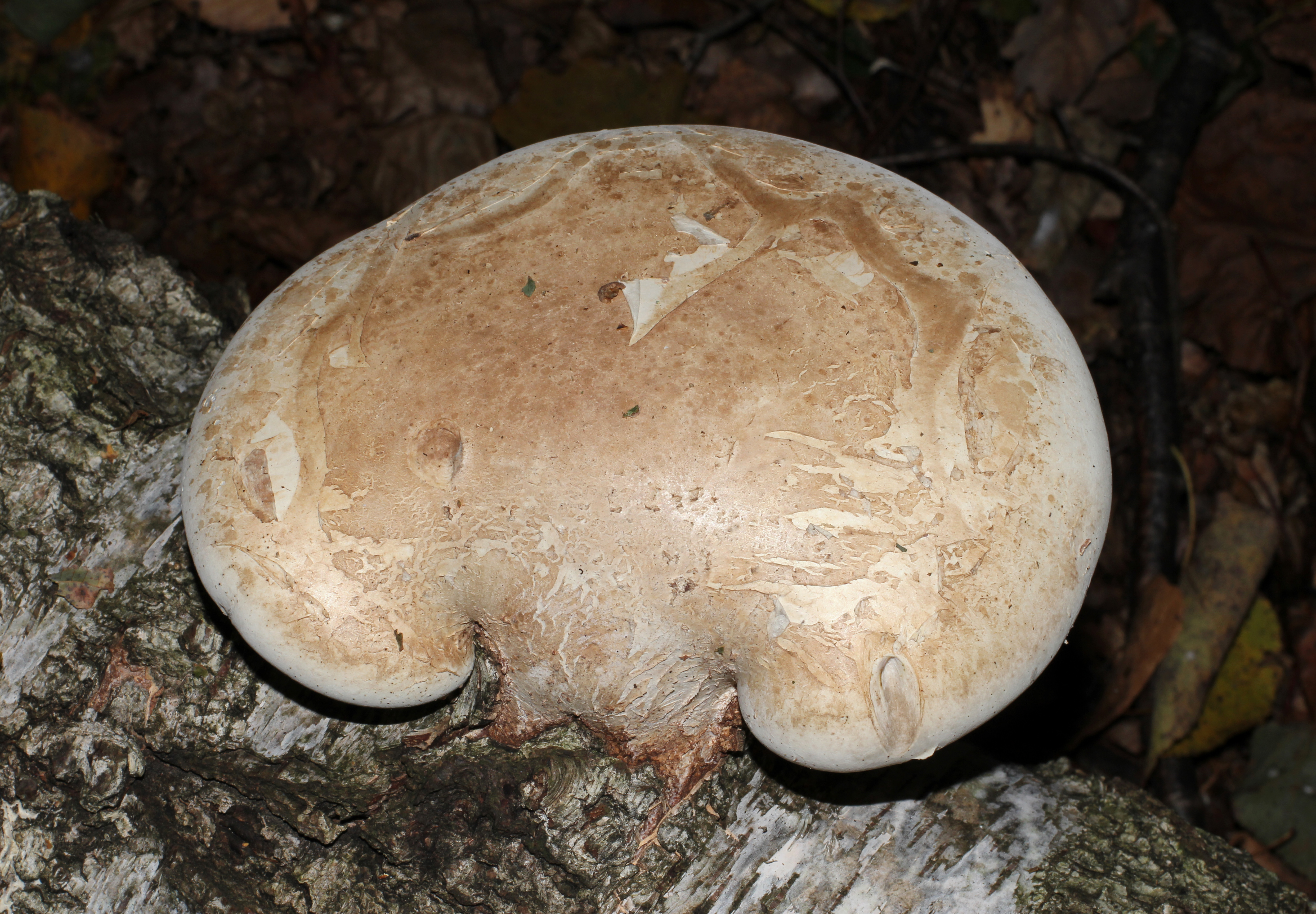 Piptoporus betulinus 2014 G1