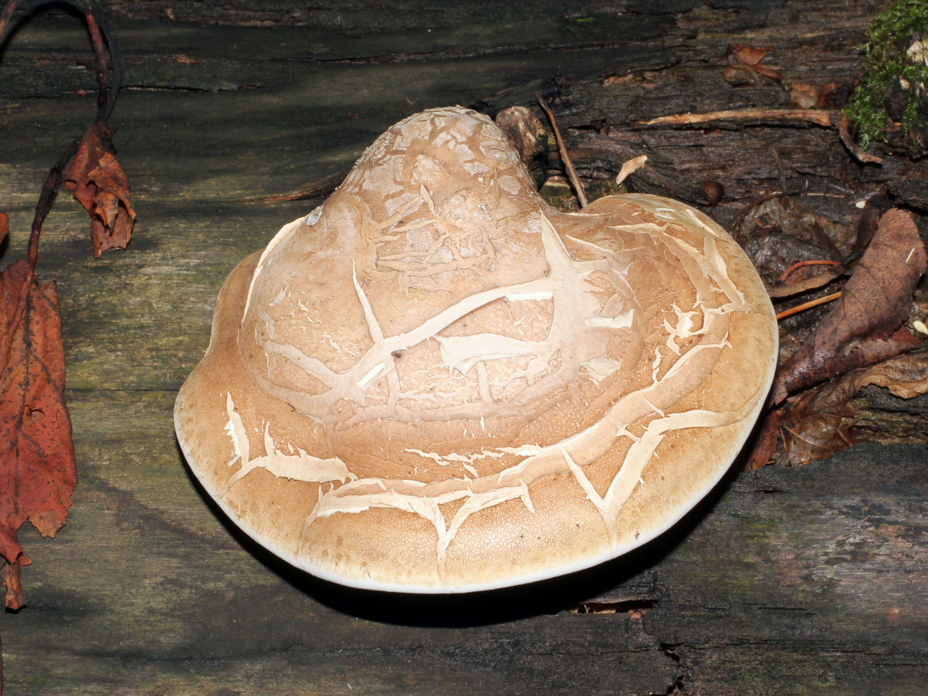 Piptoporus betulinus 2015 G1