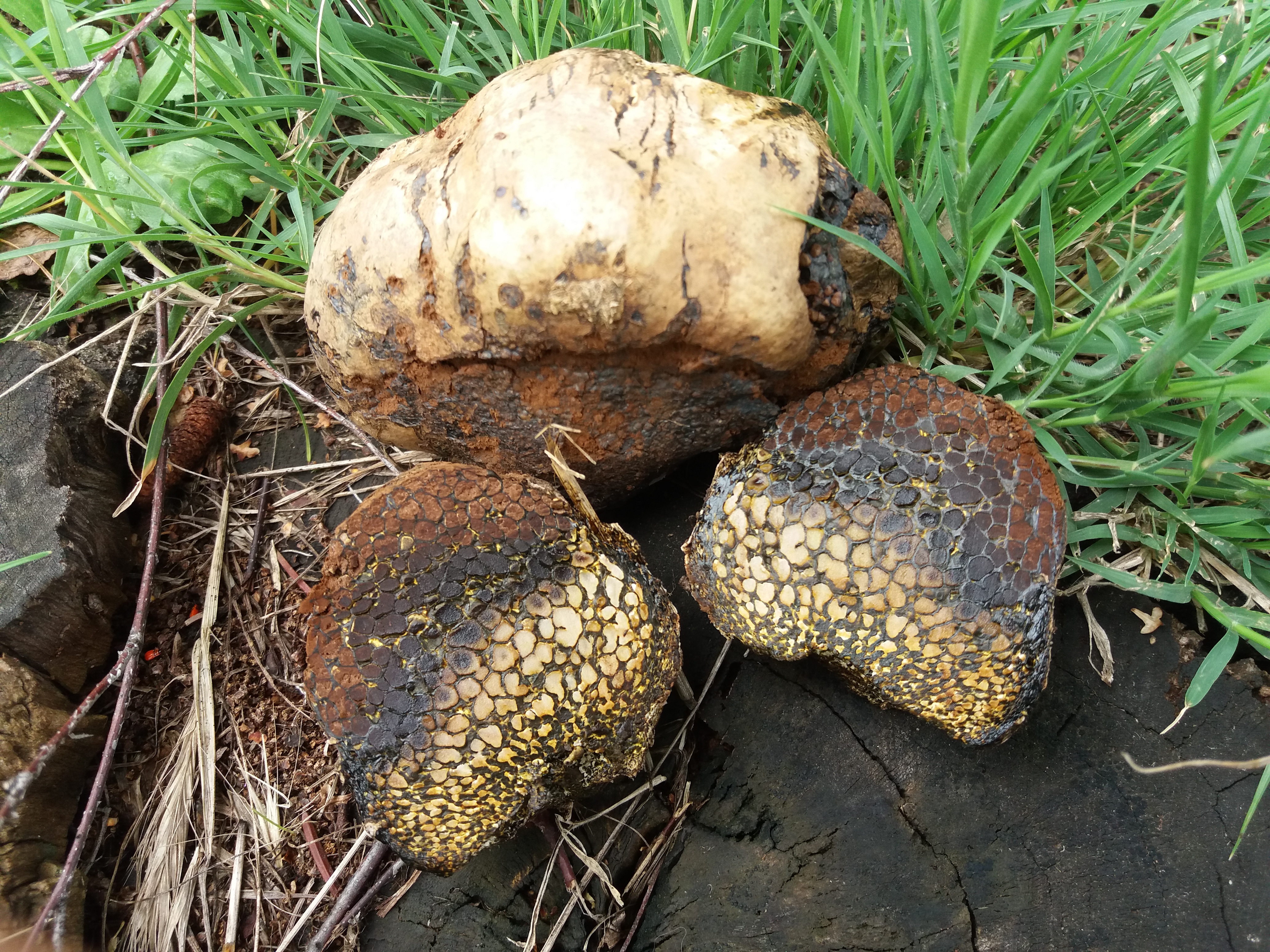 Pisolithus arhizus (2)