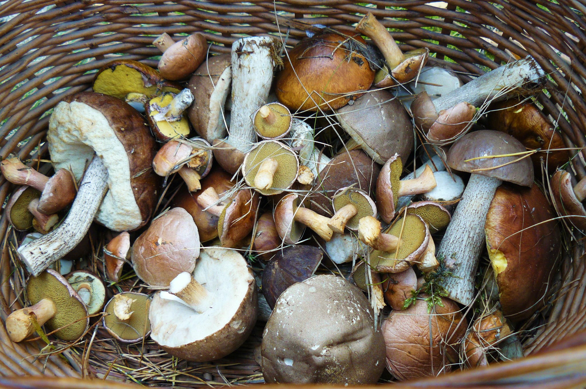 Polish mushrooms (grzybobranie) Puszcza Notecka