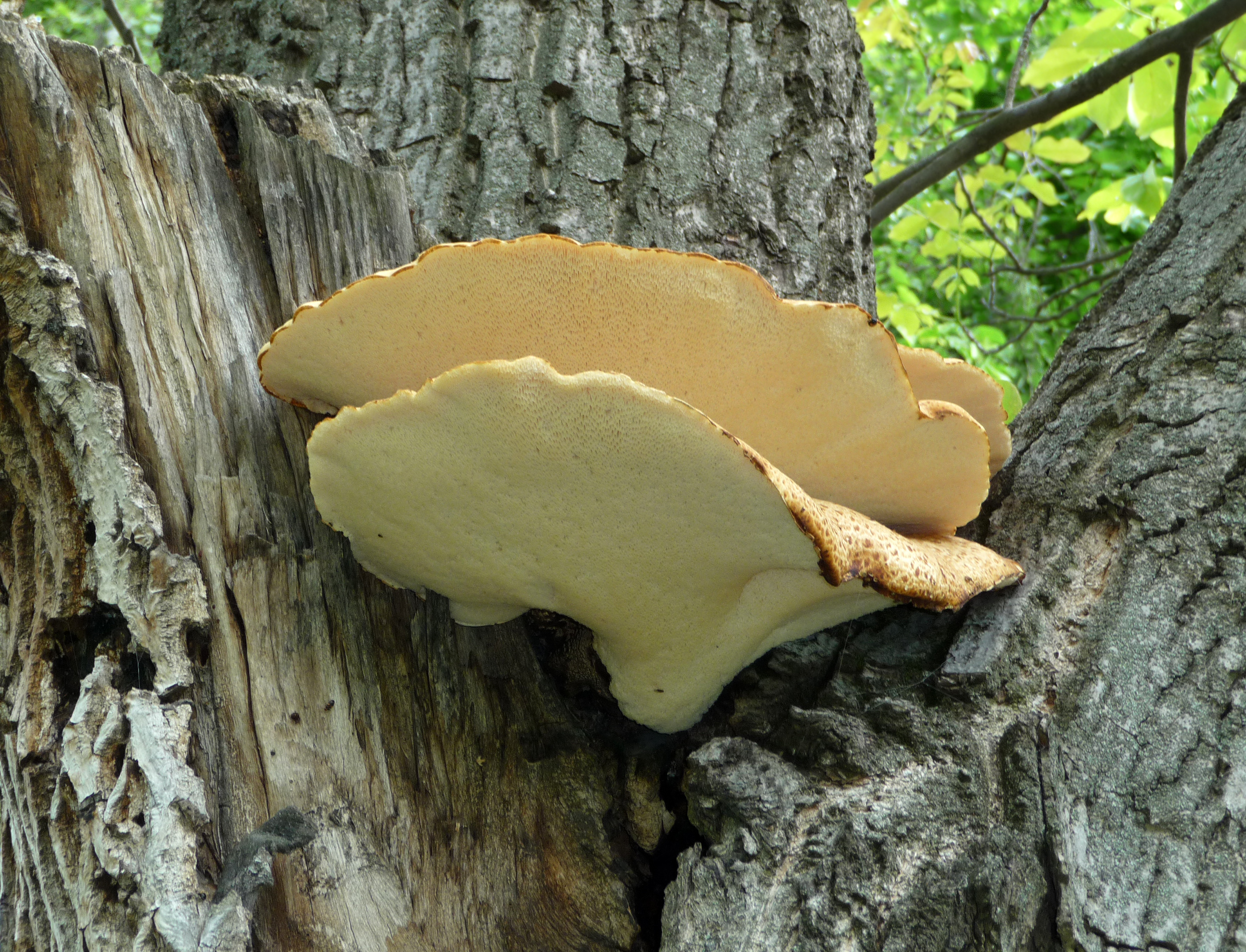 Polyporus squamosus 2010 G1