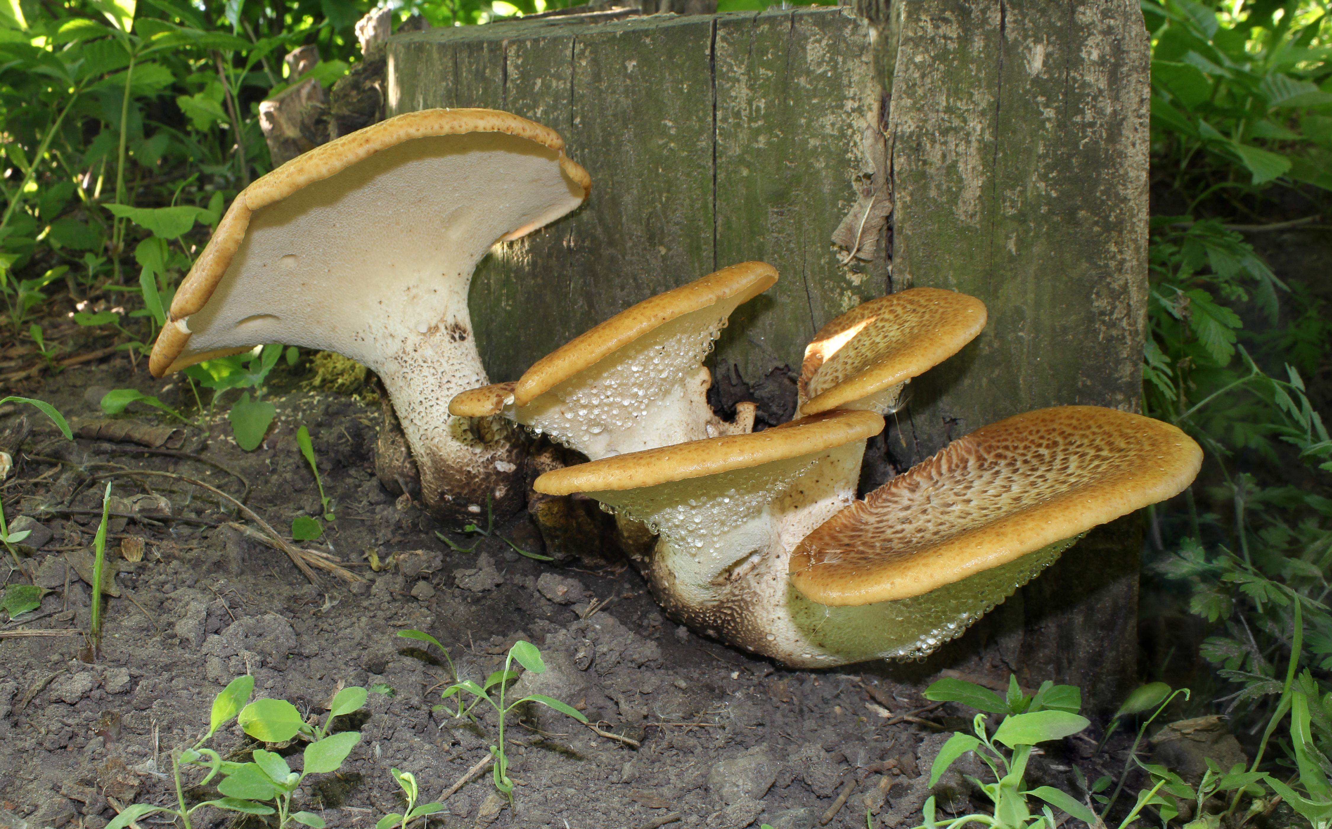 Polyporus squamosus 2011 G2