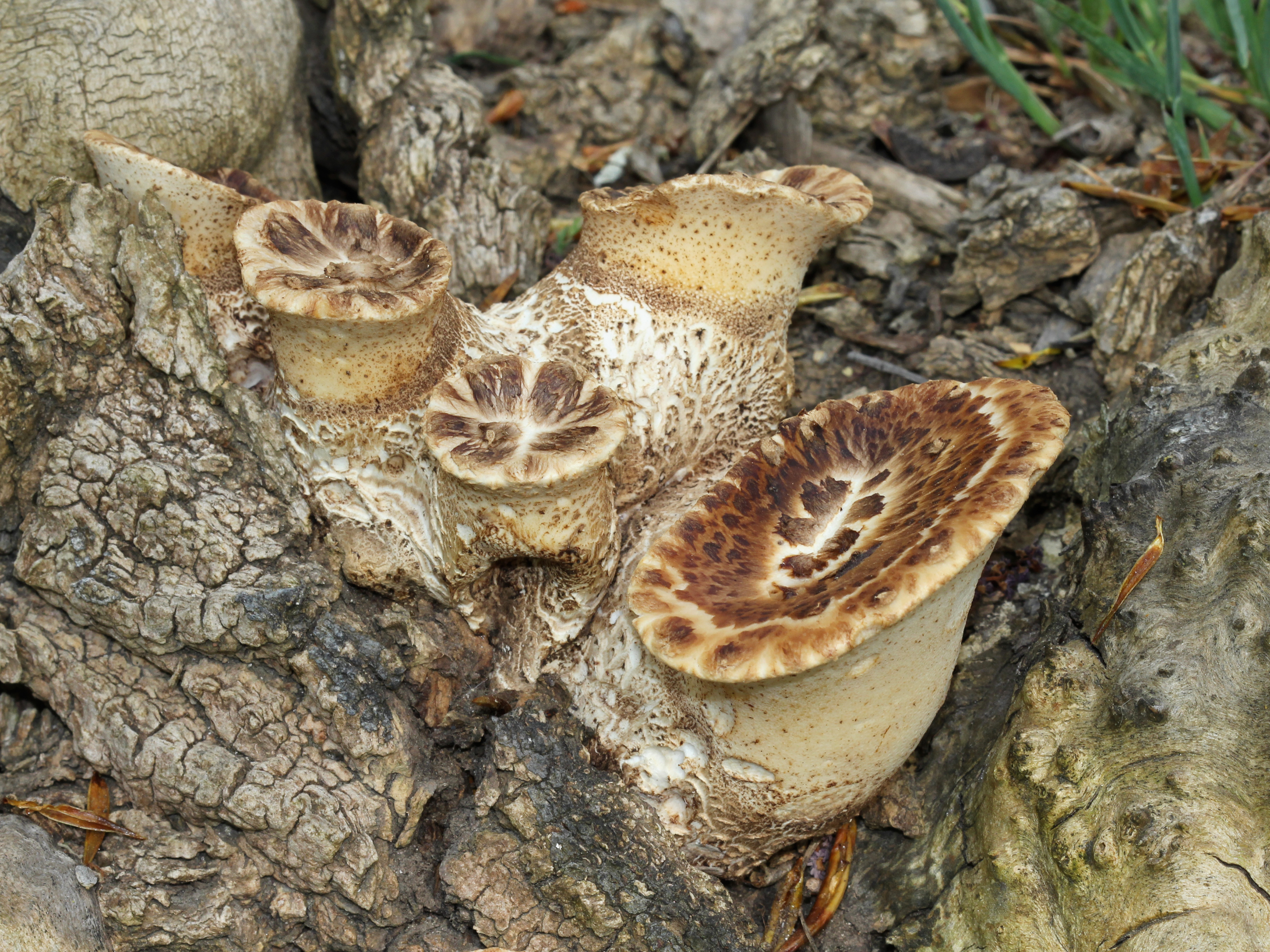 Polyporus squamosus 2013 G3