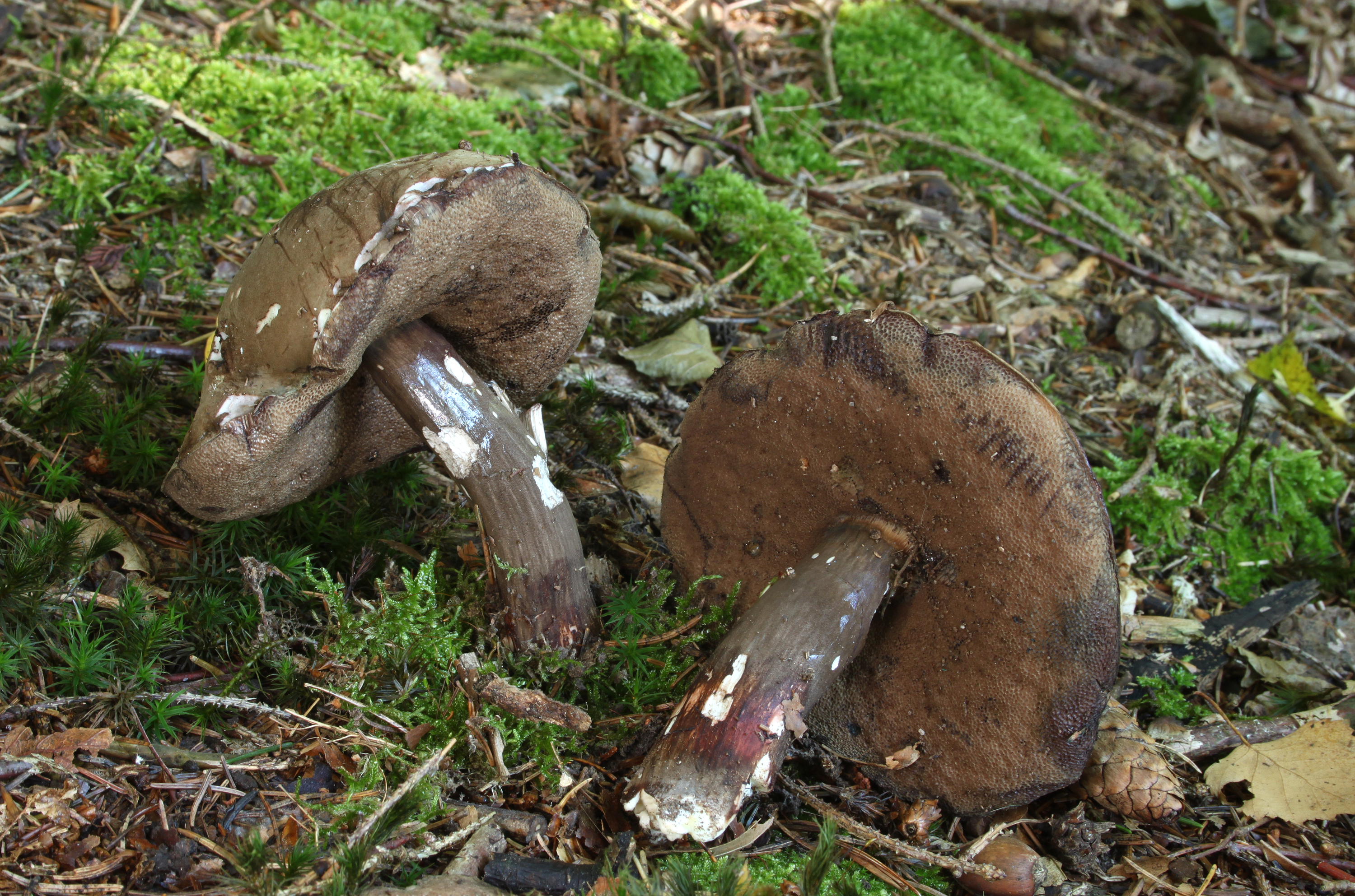 Porphyrellus-porphyrosporus-Düstere-Röhrling