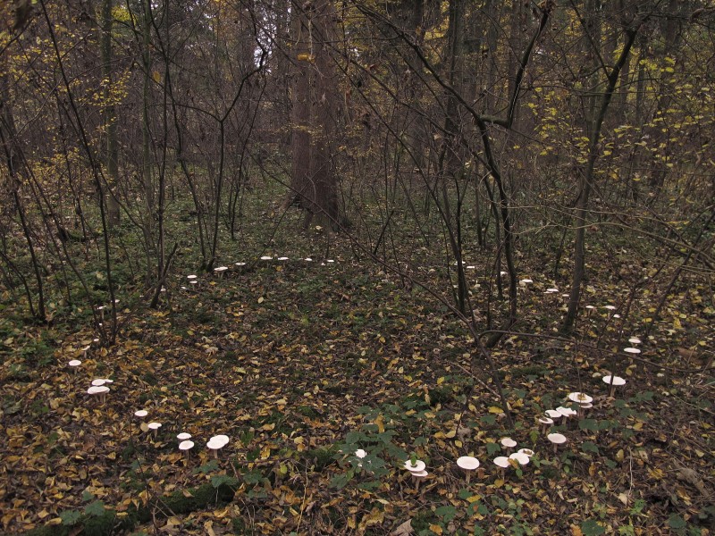 2011-11-07 Infundibulicybe geotropa 180122