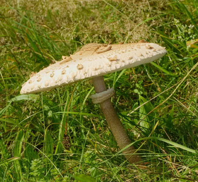 2014.10.03.-02-Edertal Kleinern--Gemeiner Riesenschirmling