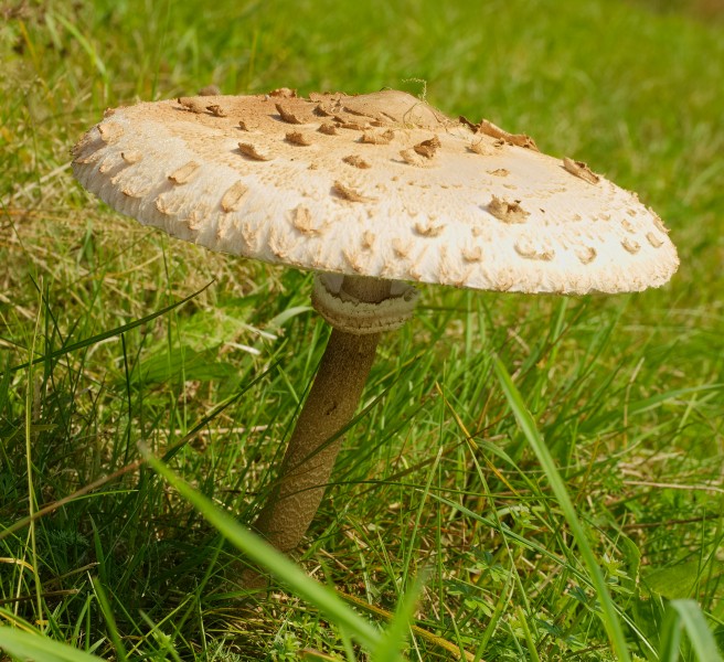 2014.10.03.-03-Edertal Kleinern--Gemeiner Riesenschirmling