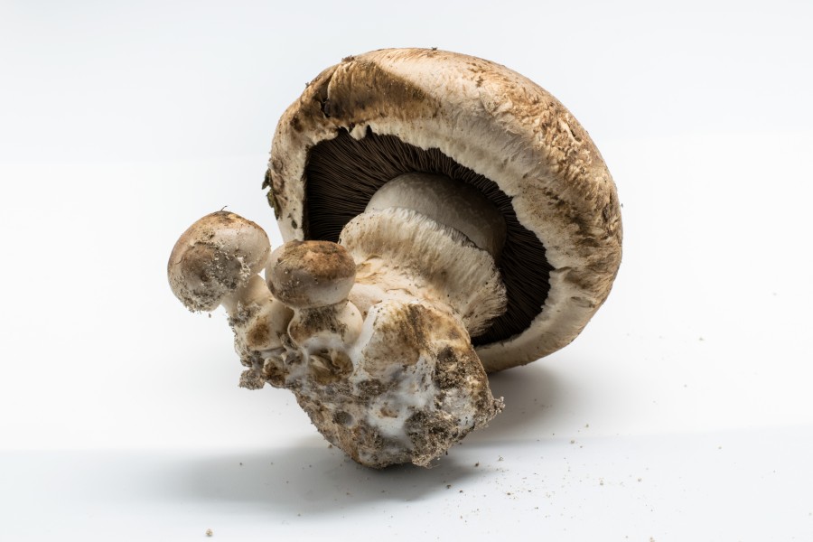 2016-01 Agaricus bisporus 03