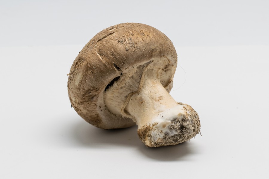 2016-01 Agaricus bisporus 07