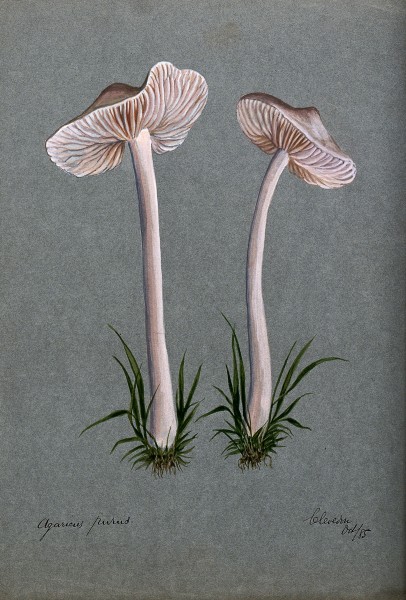 A fungus (Mycena pura); two fruiting bodies. Watercolour, 18 Wellcome V0043353