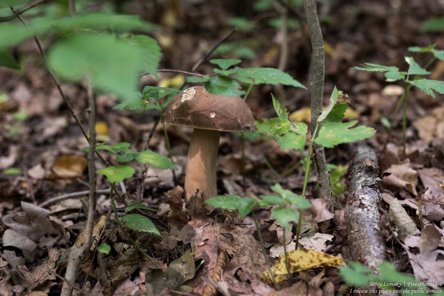 a mushroom in Rivne region of Ukraine in August 2019, picture 3