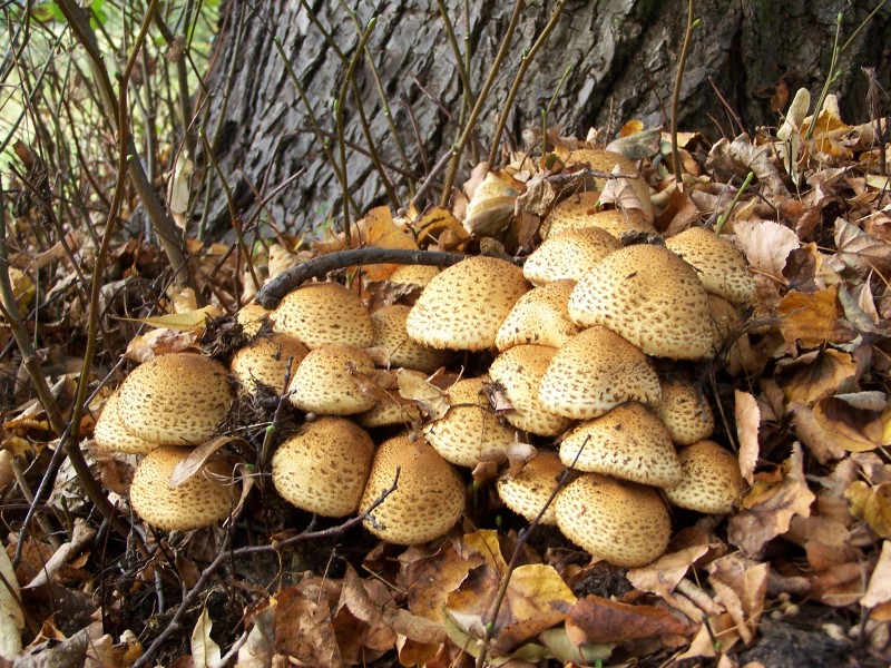 Łuskwiak nastroszony (Pholiota squarrosa)