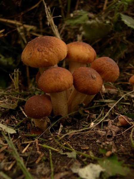 AgrocybeAegerita