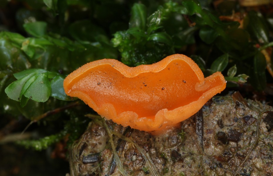 Aleuria-aurantia-Orangebecherling