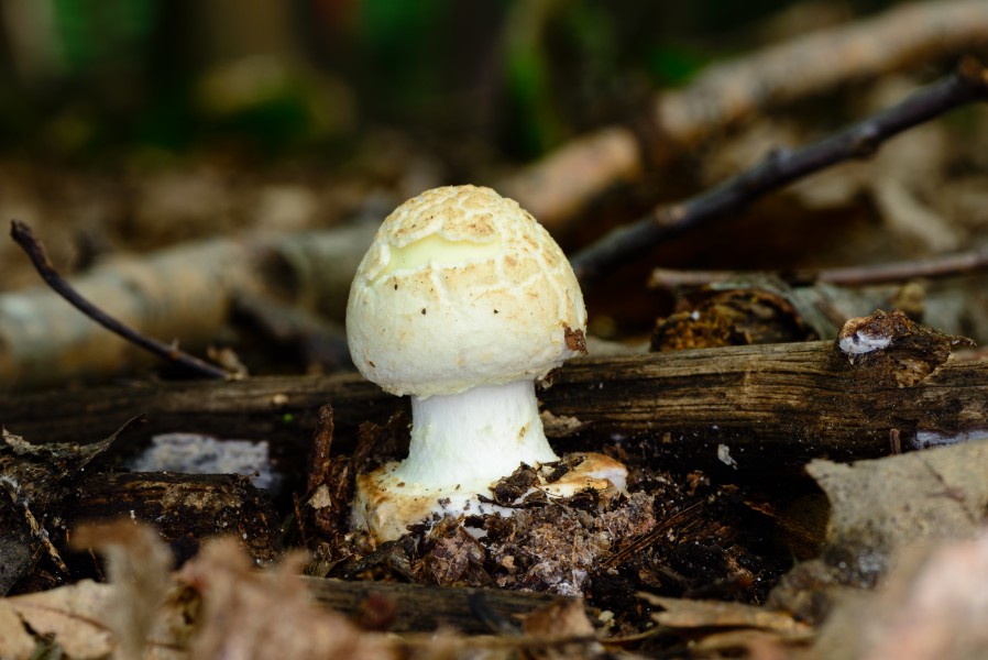 Amanita citrina - Gelber Knollenblätterpilz - false death cap - Citron Amanita - Amanita citrina - 01