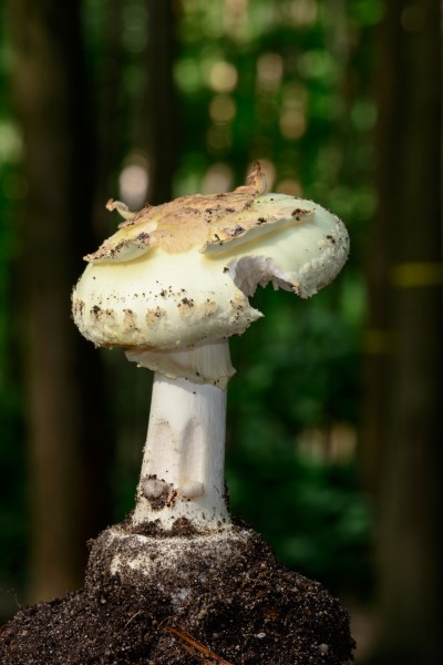 Amanita citrina - Gelber Knollenblätterpilz - false death cap - Citron Amanita - Amanita citrina - 02