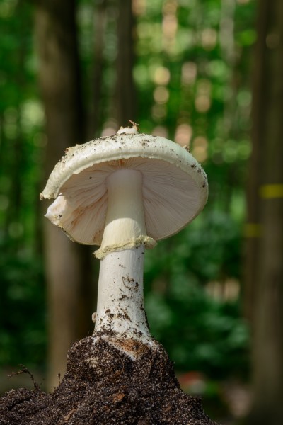 Amanita citrina - Gelber Knollenblätterpilz - false death cap - Citron Amanita - Amanita citrina - 03