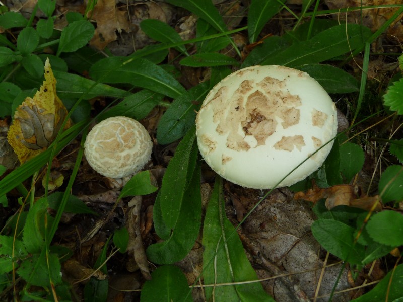 Amanita citrina 2010 G1